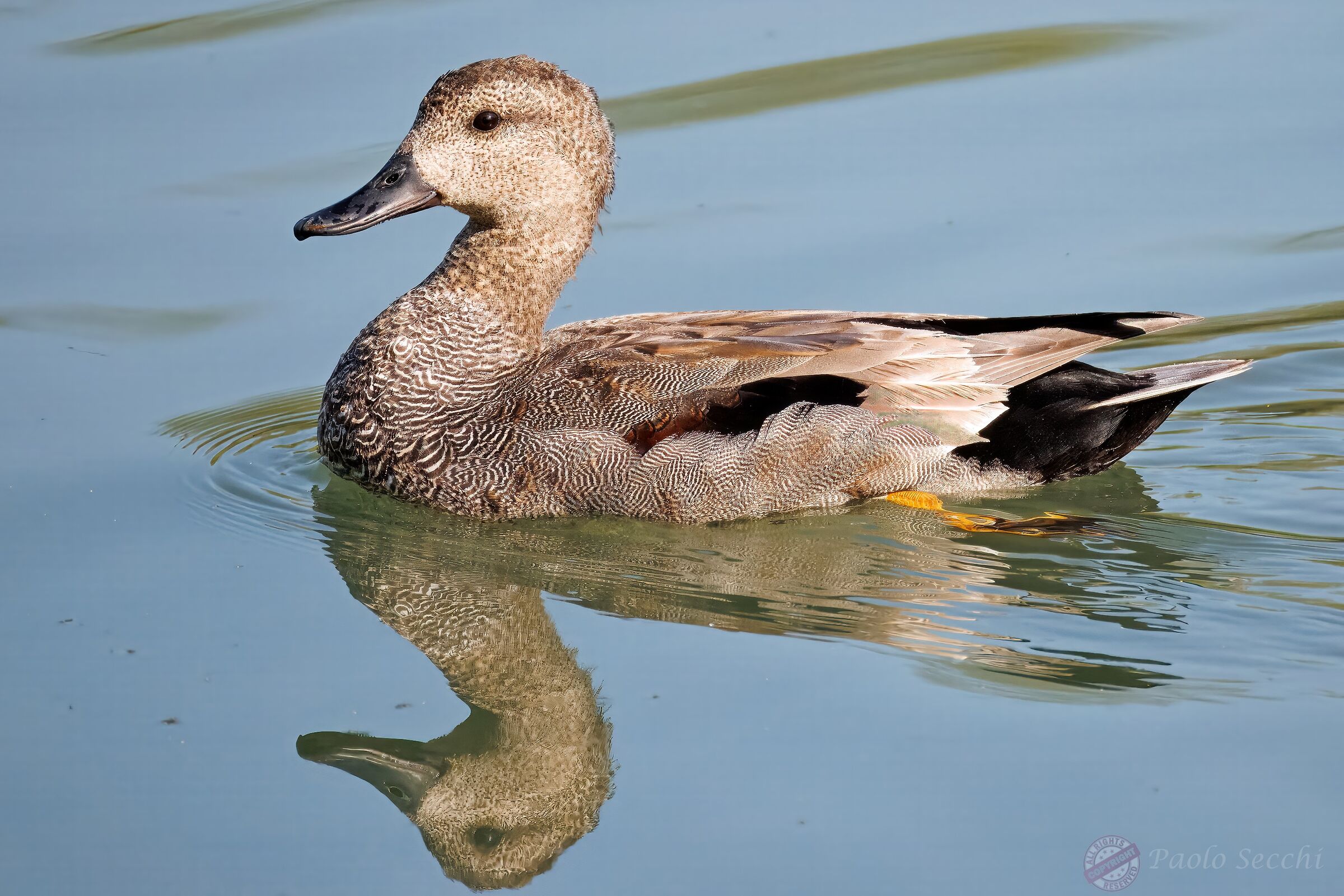 Anas strepera (Gadwall)