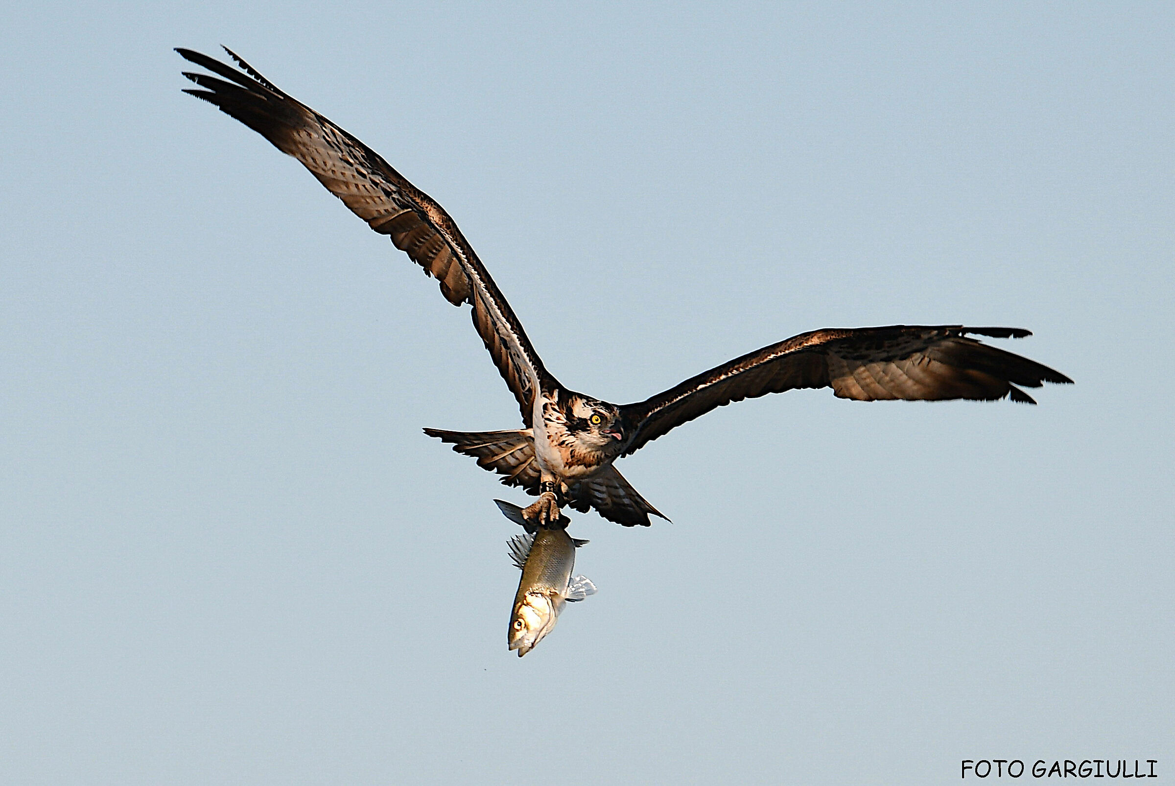 Osprey with prey