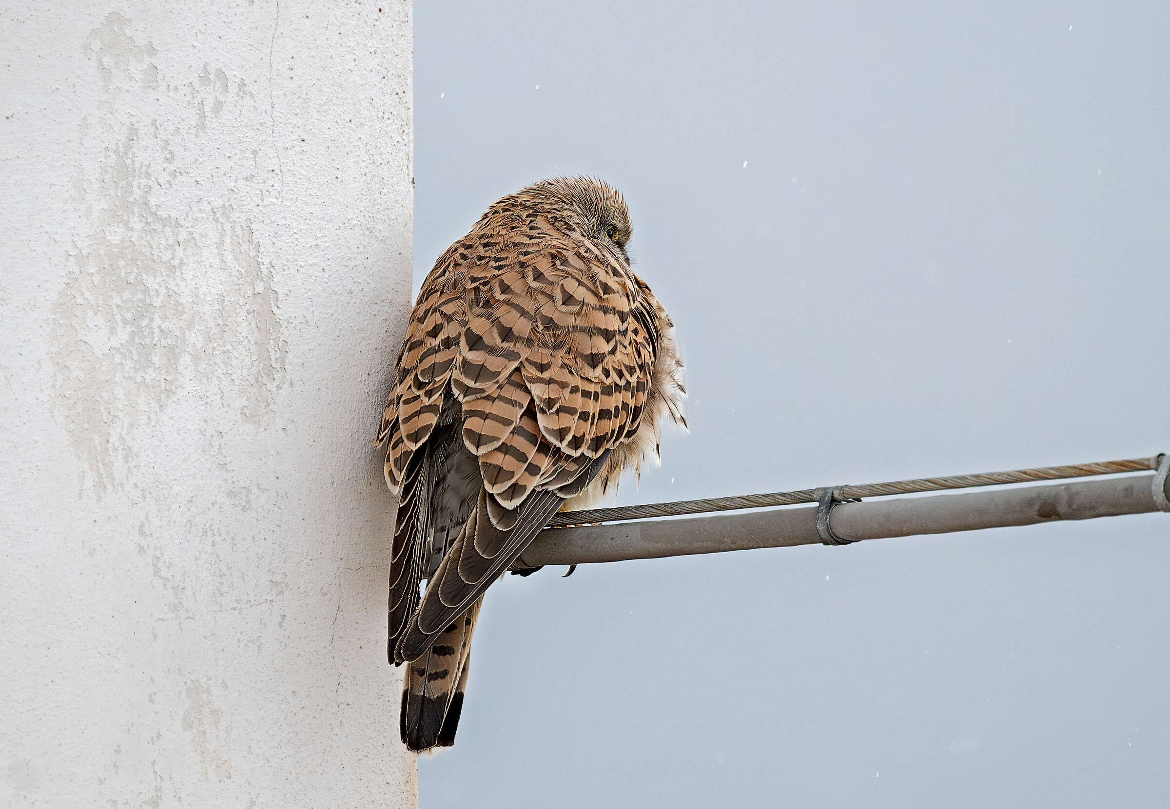 Gheppio al riparo della pioggia