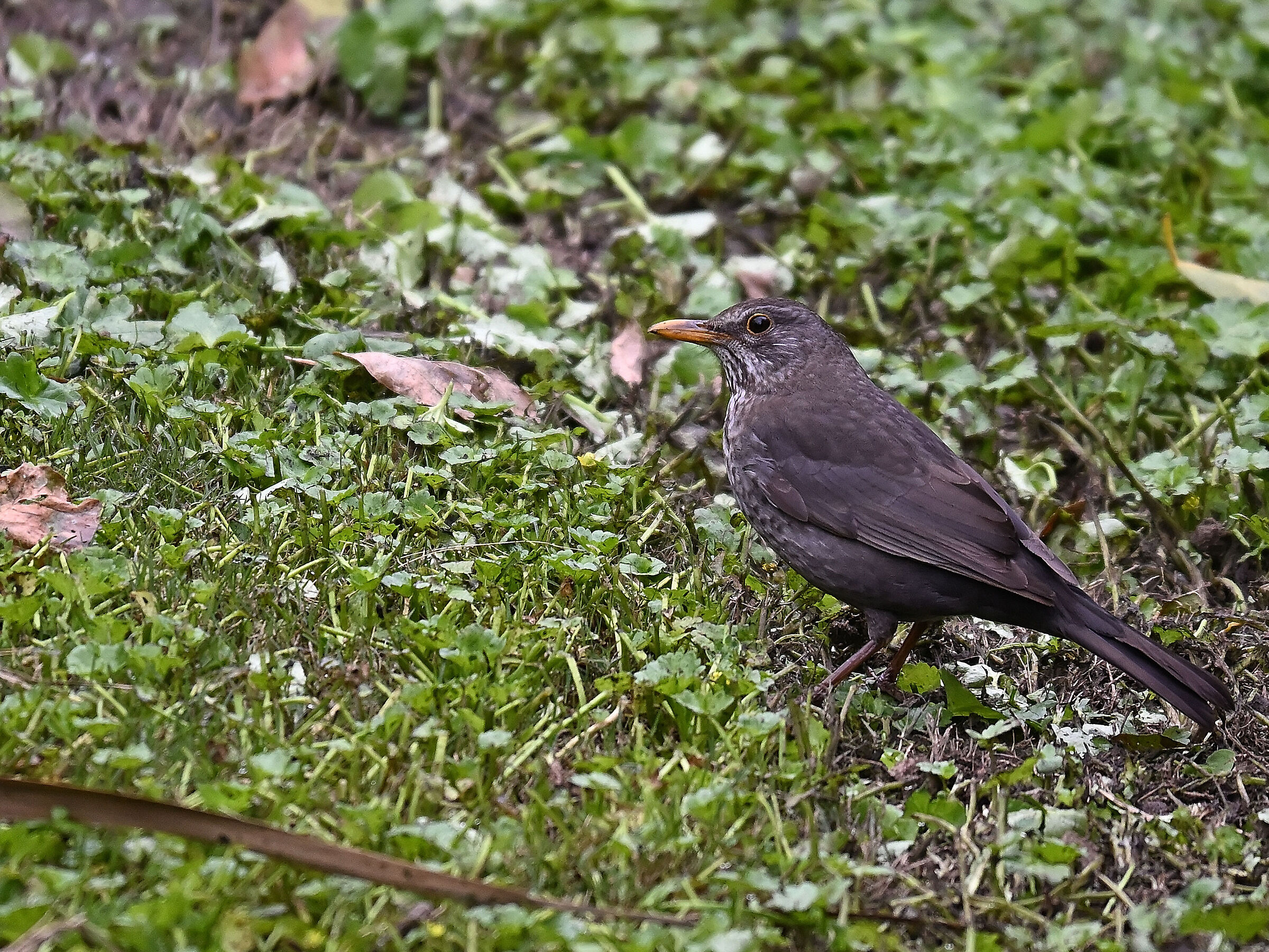 Blackbird
