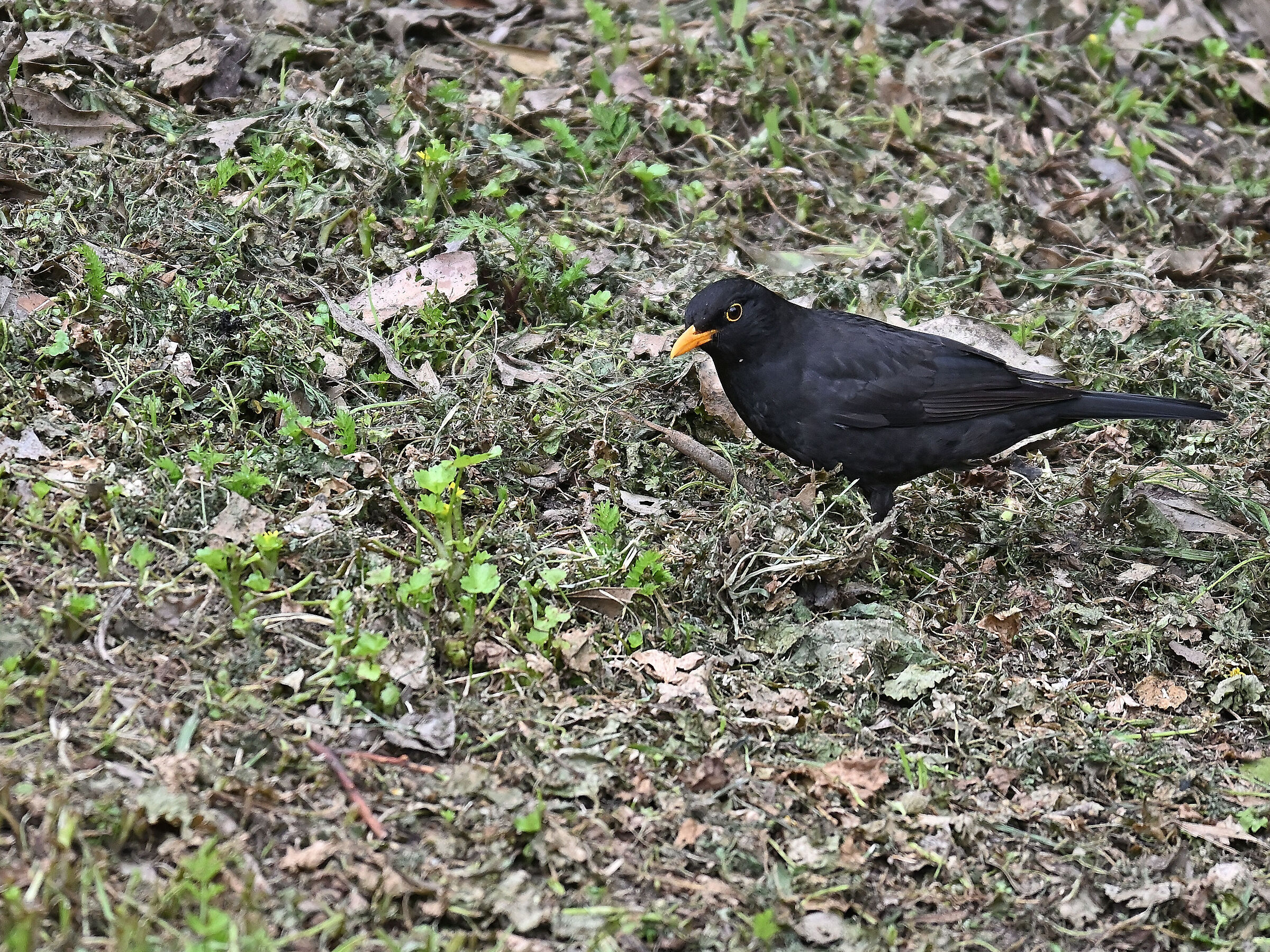 Blackbird