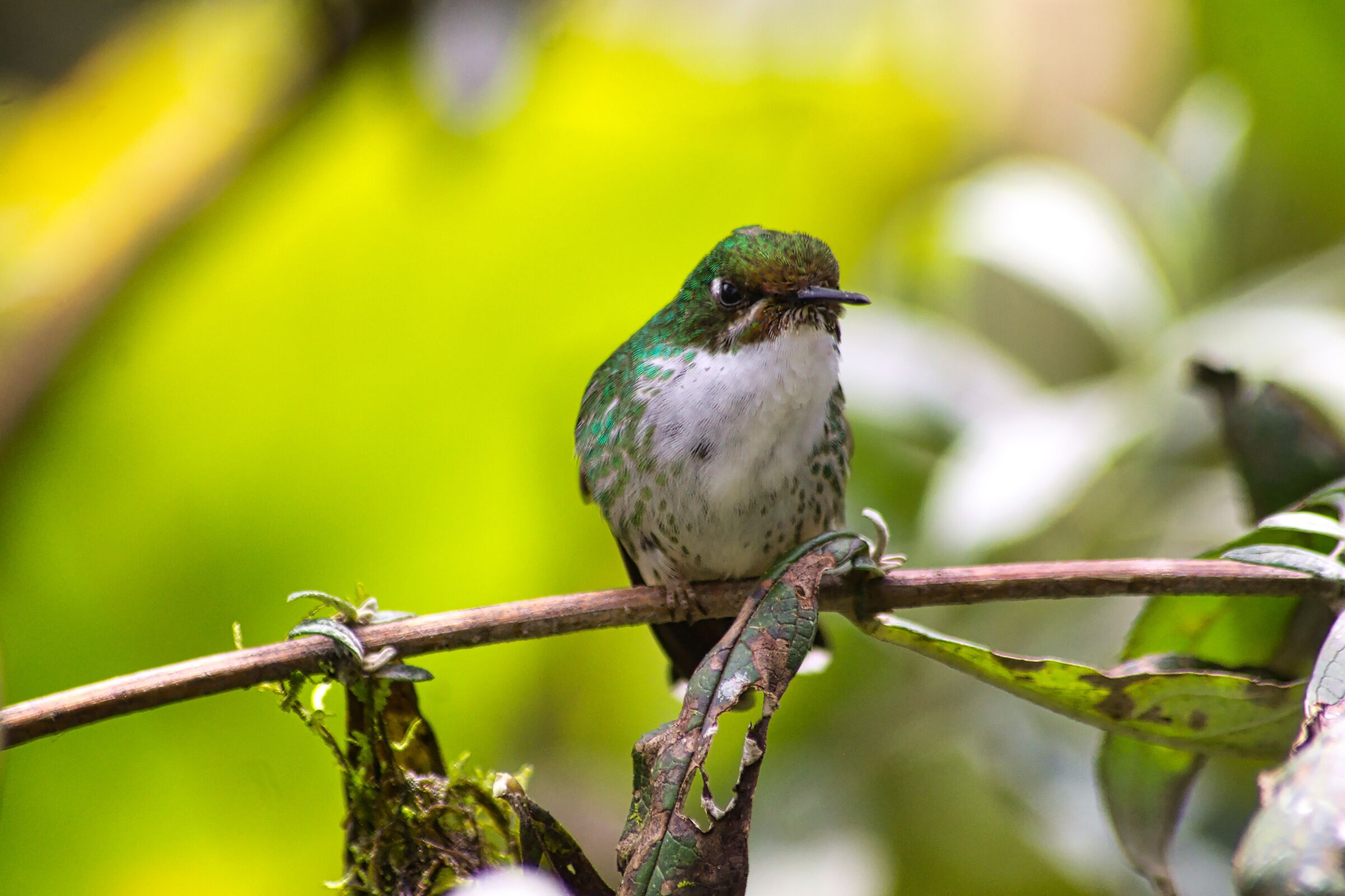 Colaraquetas botas blanca (hembra)