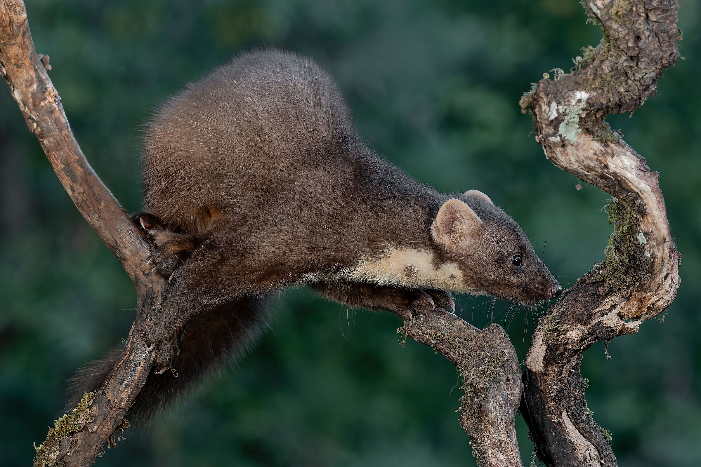Marten