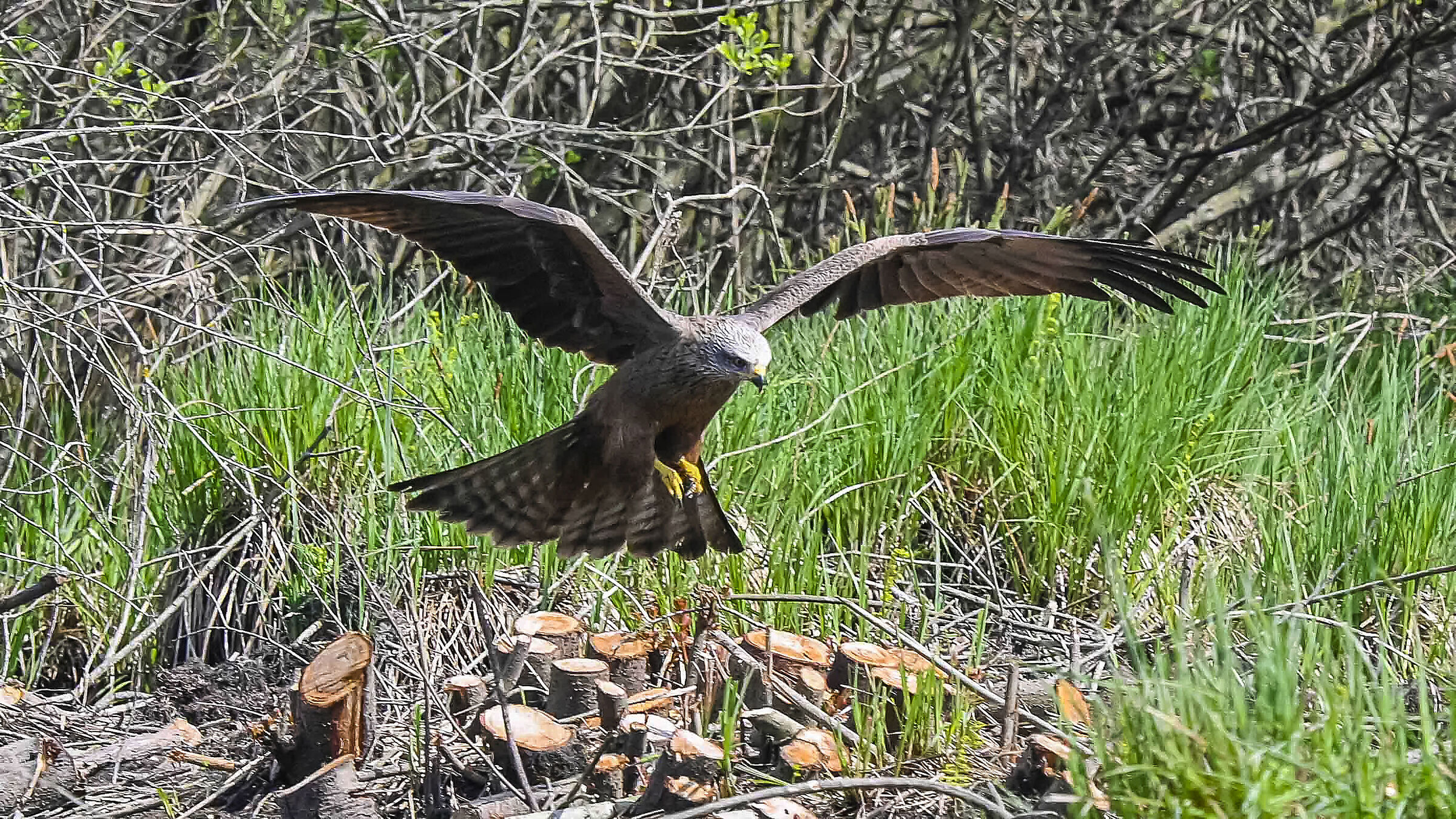 Black kite!!