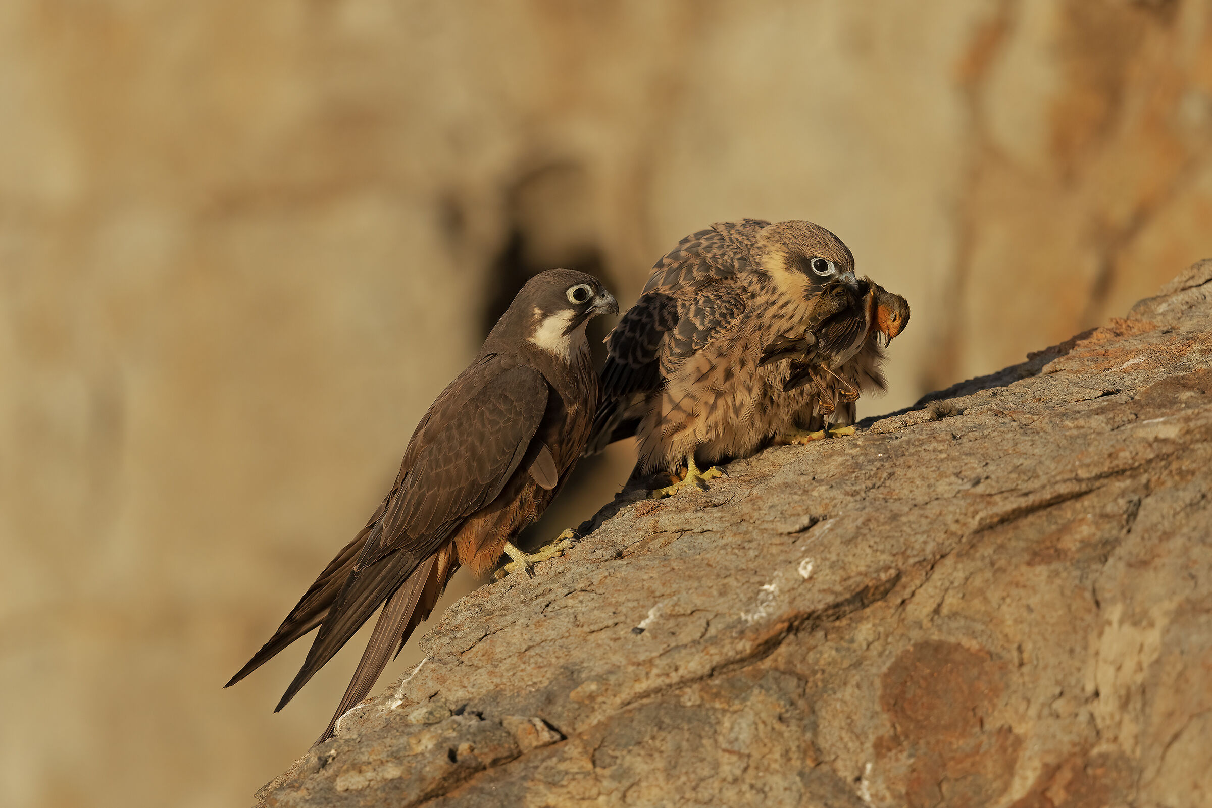 Un pettirosso per il giovane falco