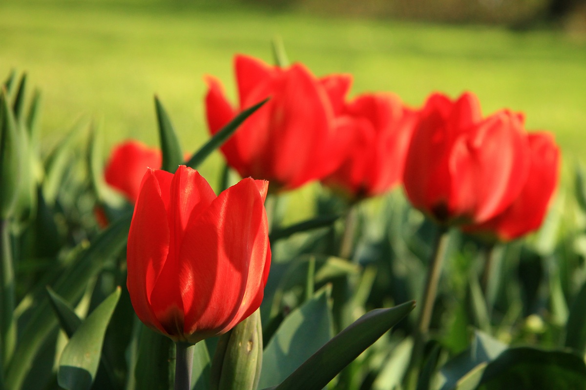 tulipani rossi