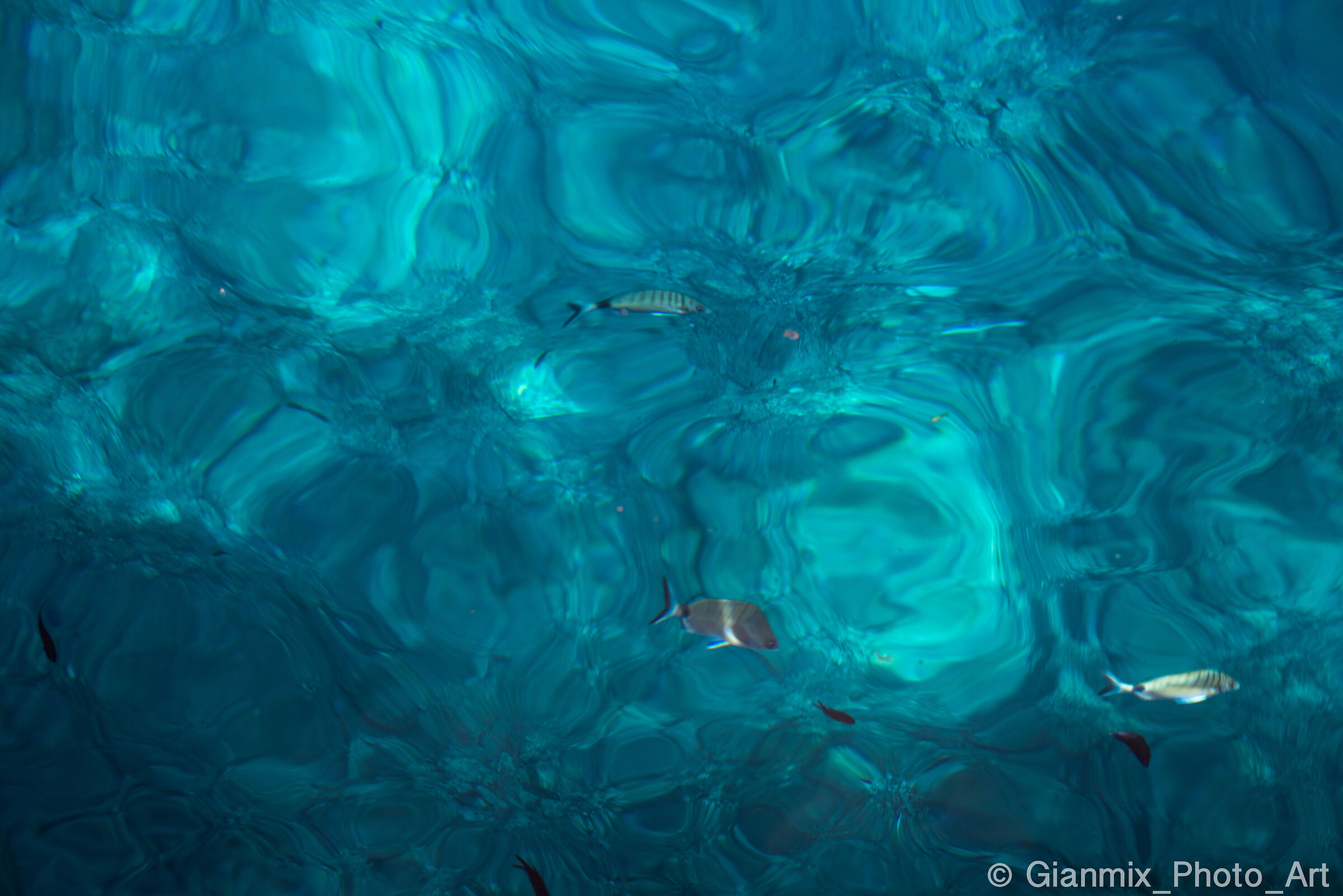 Albania  - Montenegro