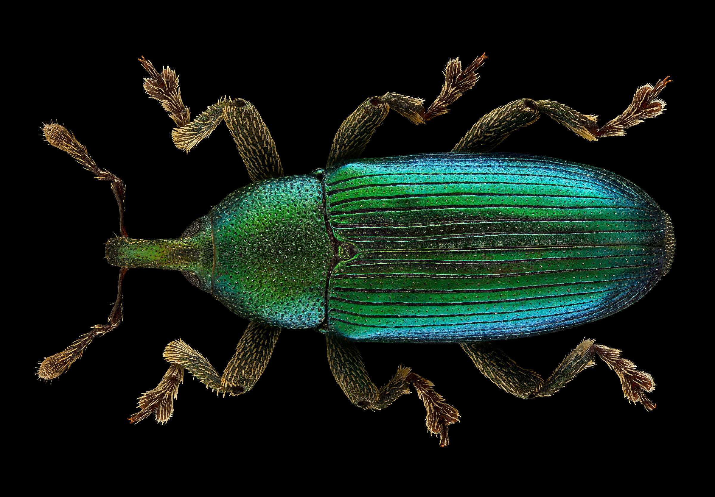 Aulacobaris cuprirostris