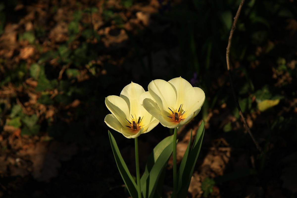 small white flowers hidden