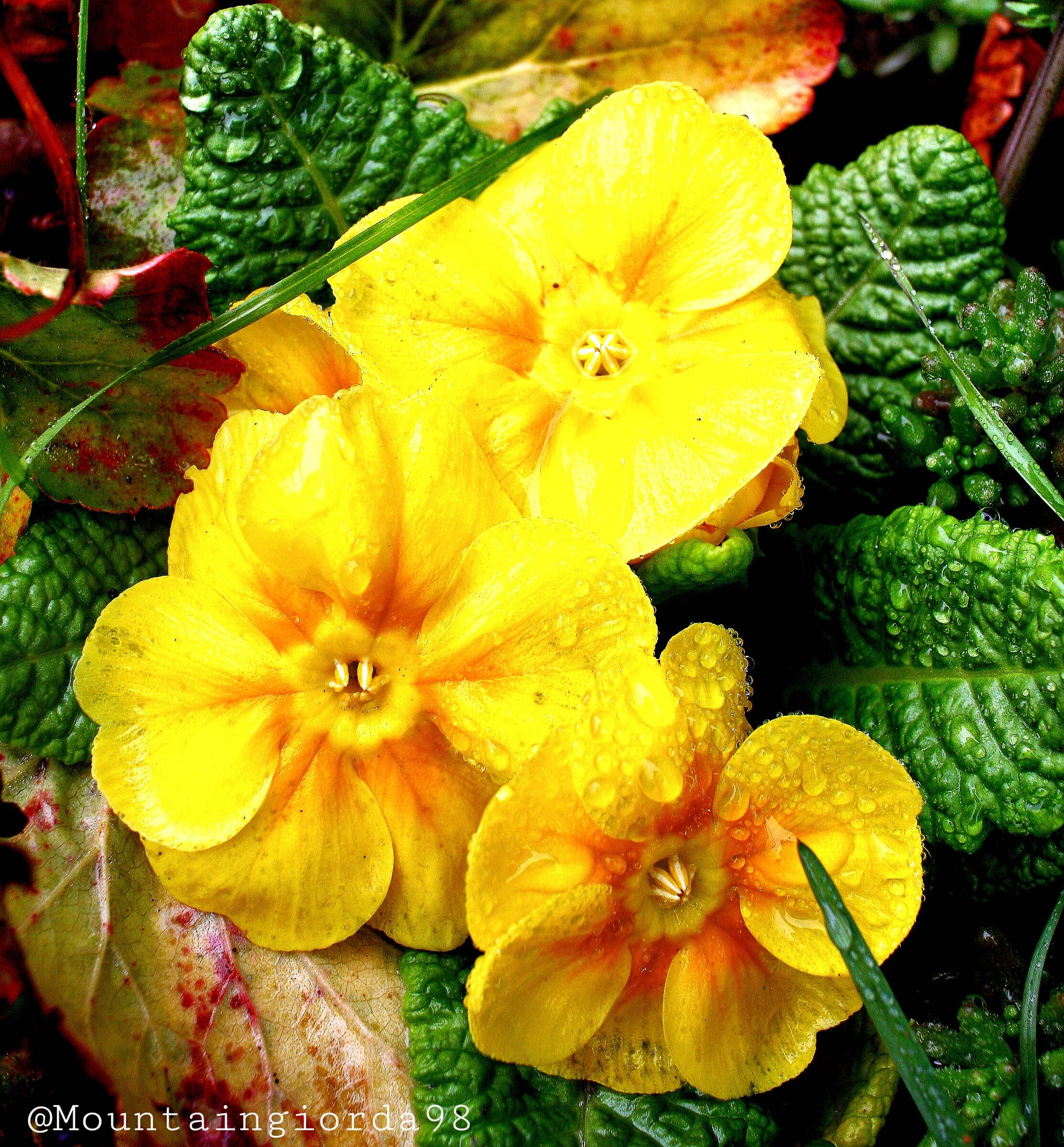 Primula Eliators