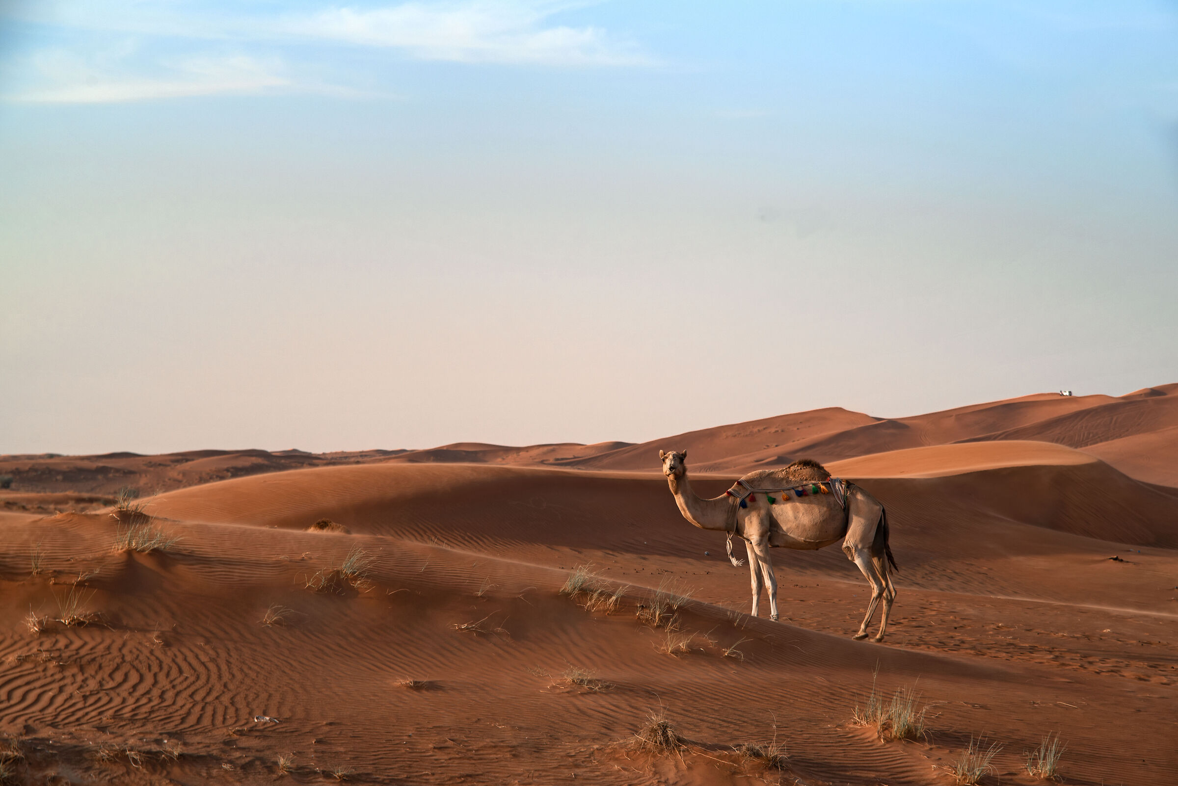 Il deserto di (Fossil Rock - Mleiha Desert).