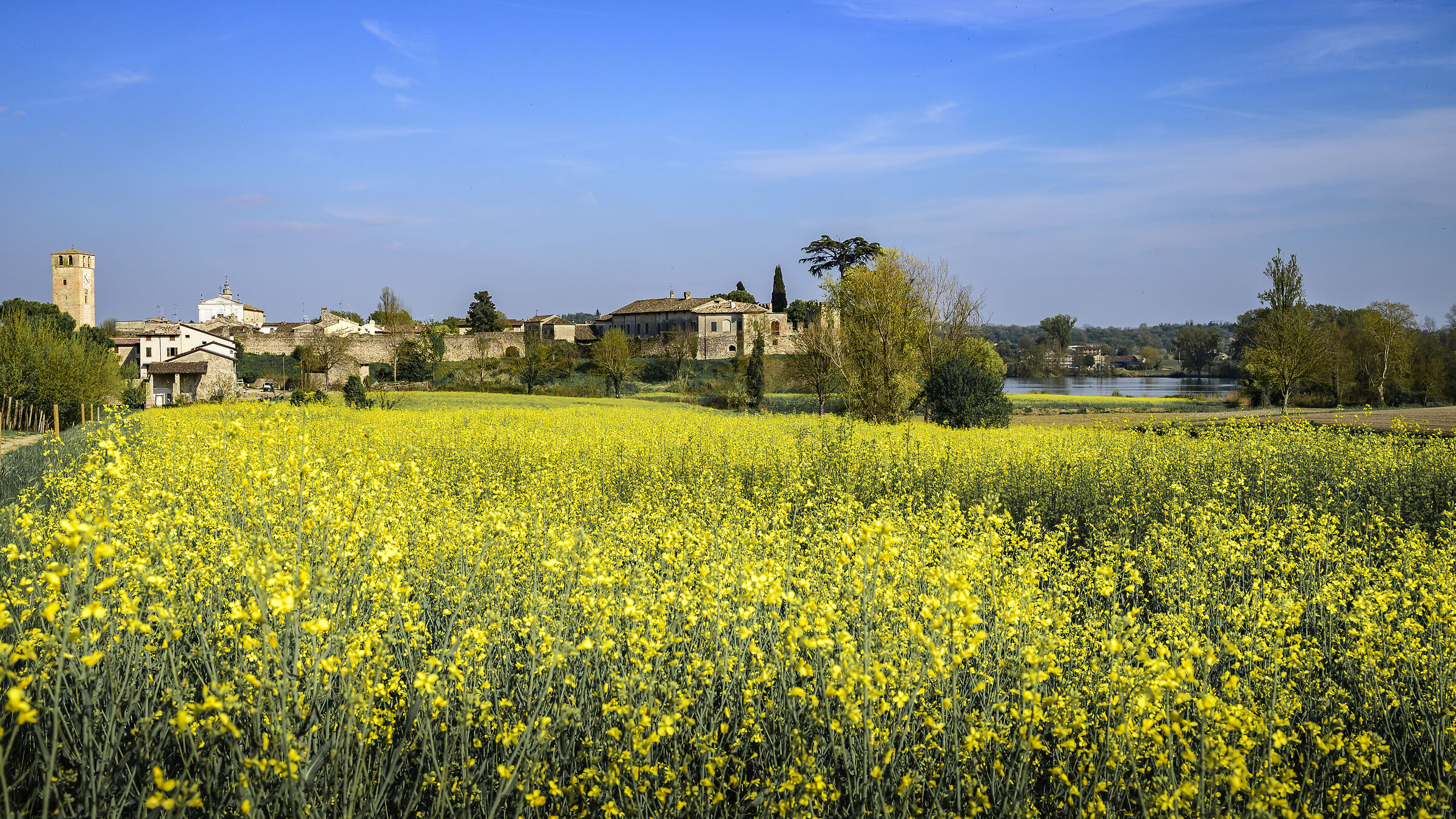 Rapeseed in bloom in Castellaro