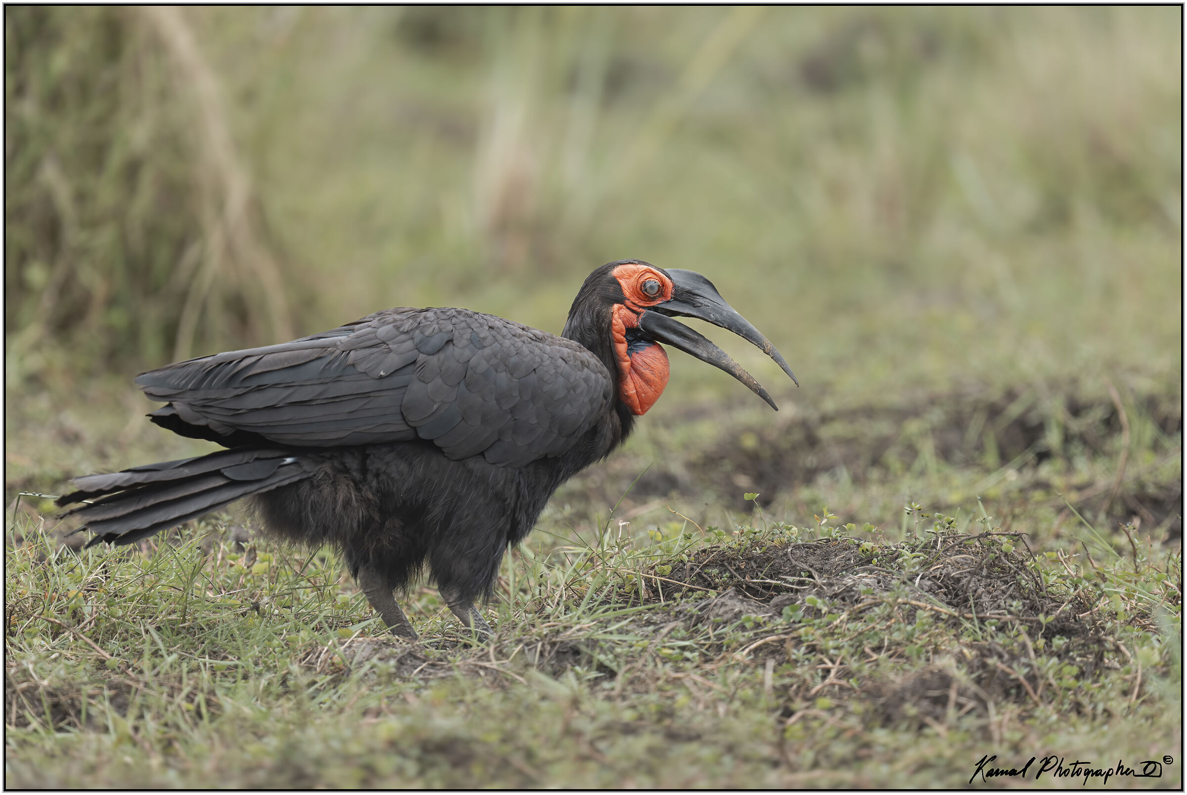 (Bucorvus)(Bucorvus leadbeateri)