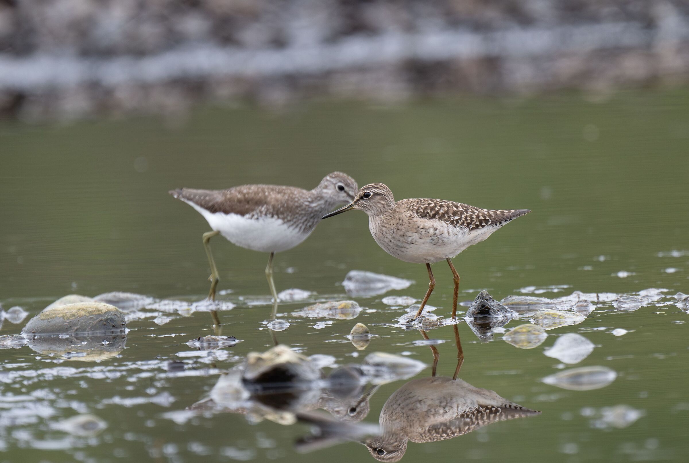 piro piro (boschereccio e culbianco)