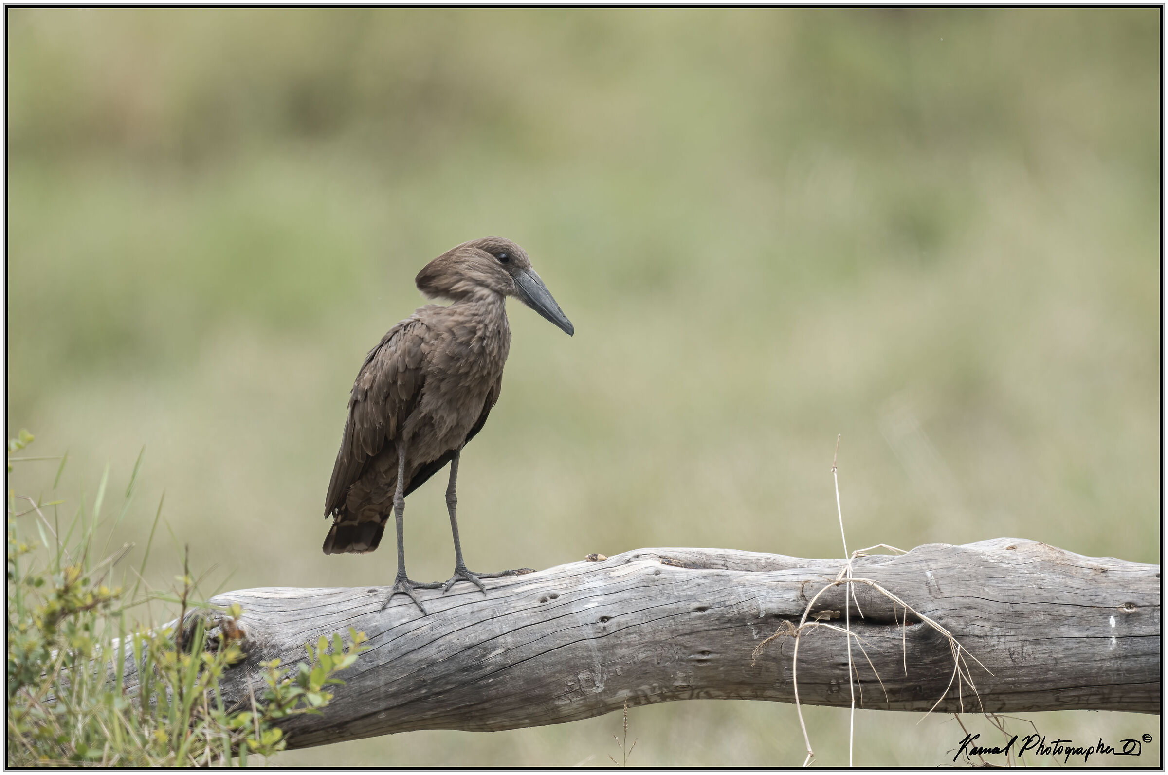 (Umbretta)(Scopus umbretta)