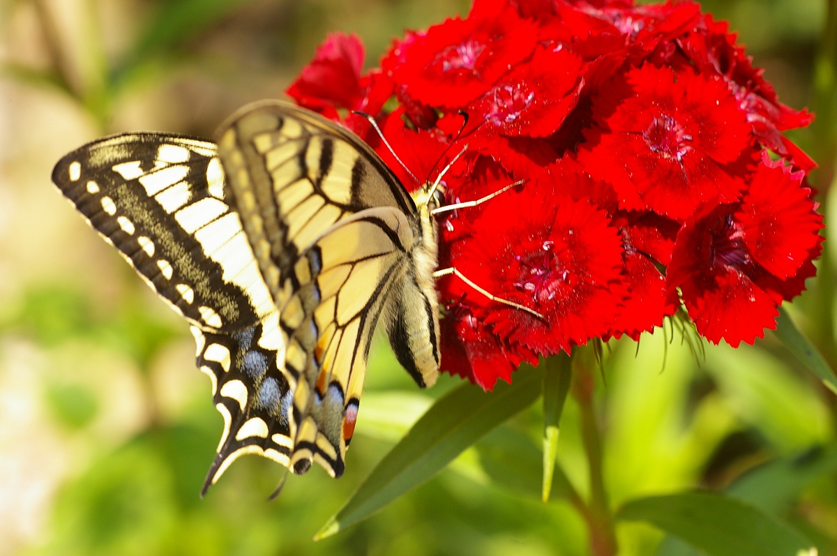 farfalla - Schwalbenschwanz