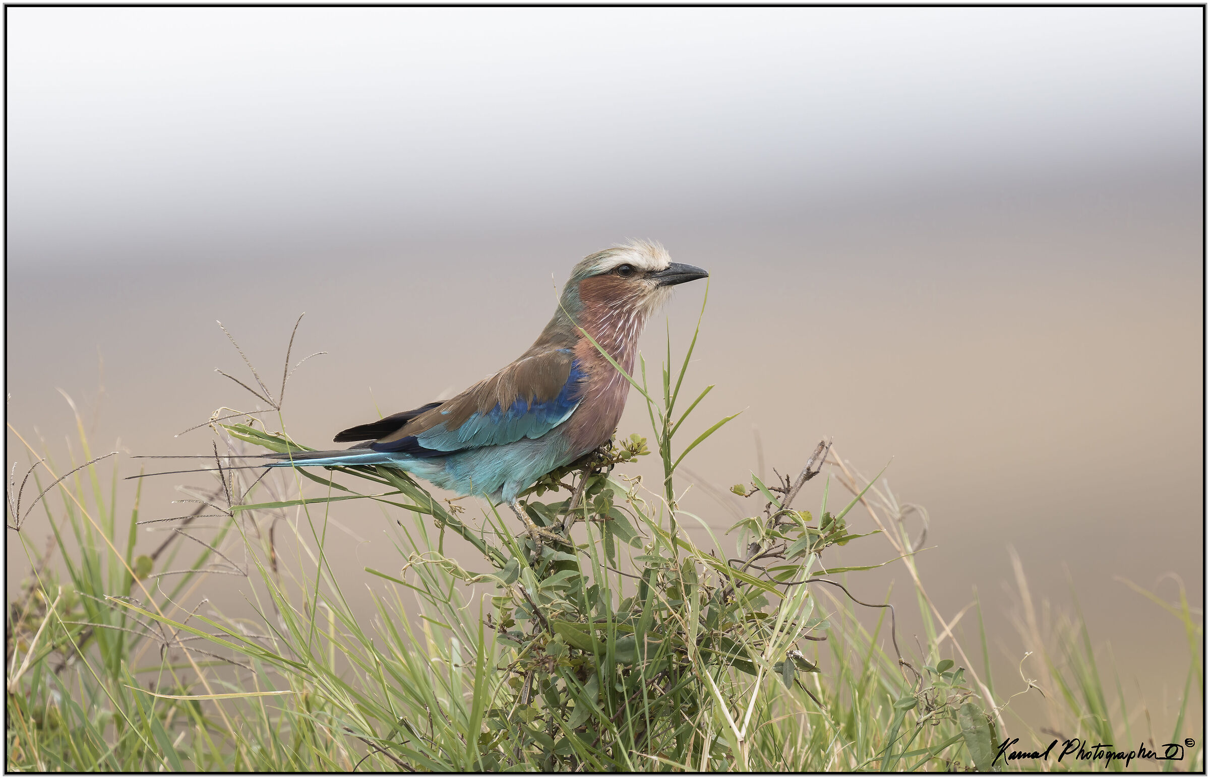 (Breasted European Jay)(Coracias caudata)