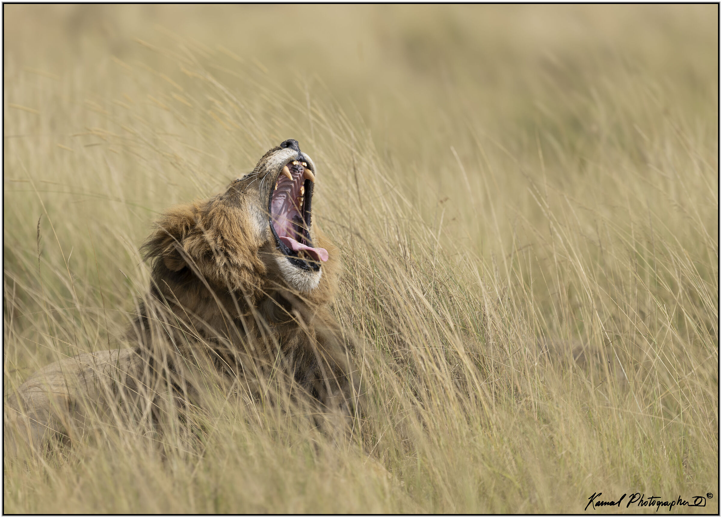 Panthera leo)