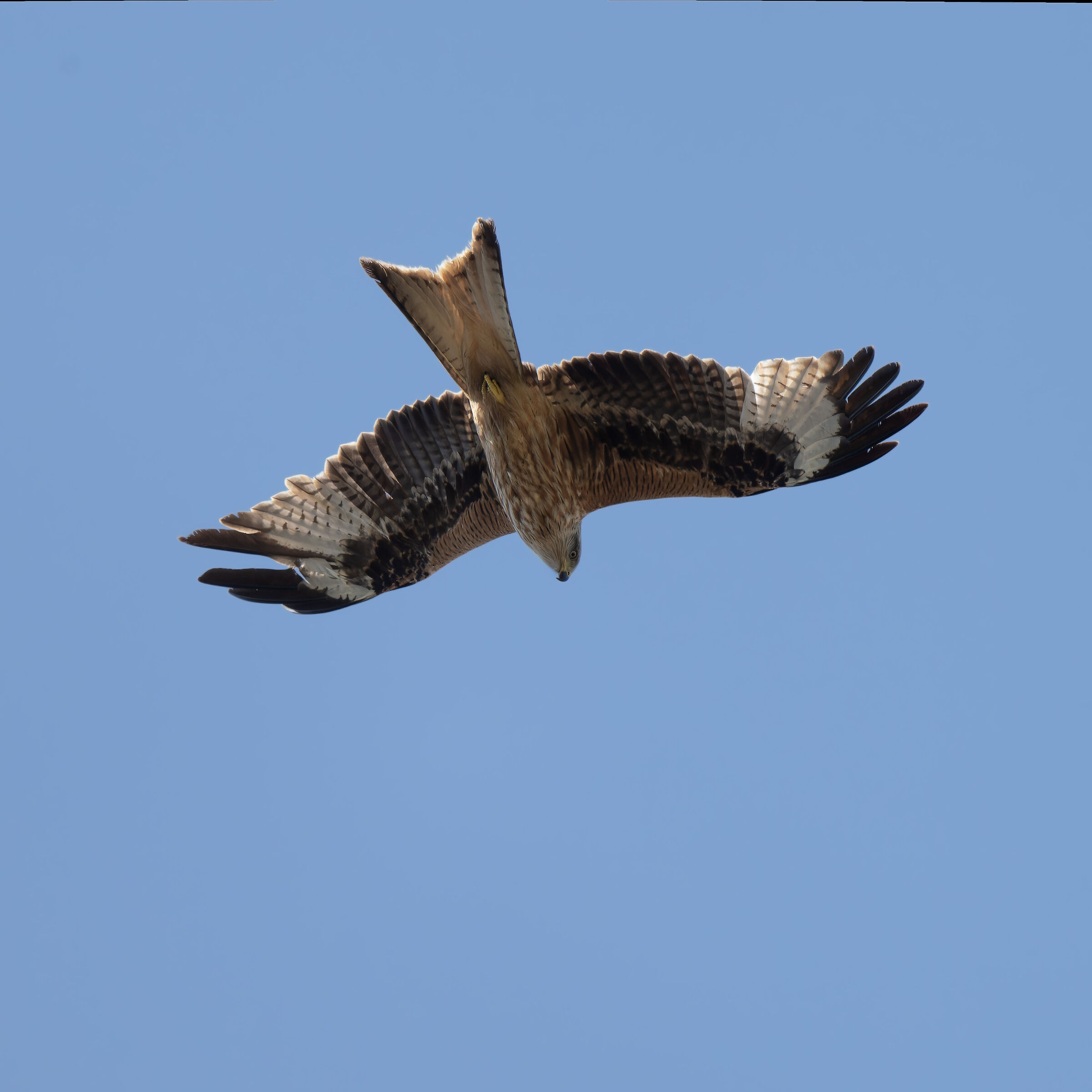 Red kite