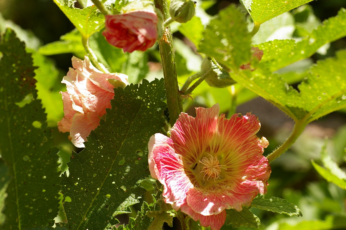 Althaea rosea - Stockrose