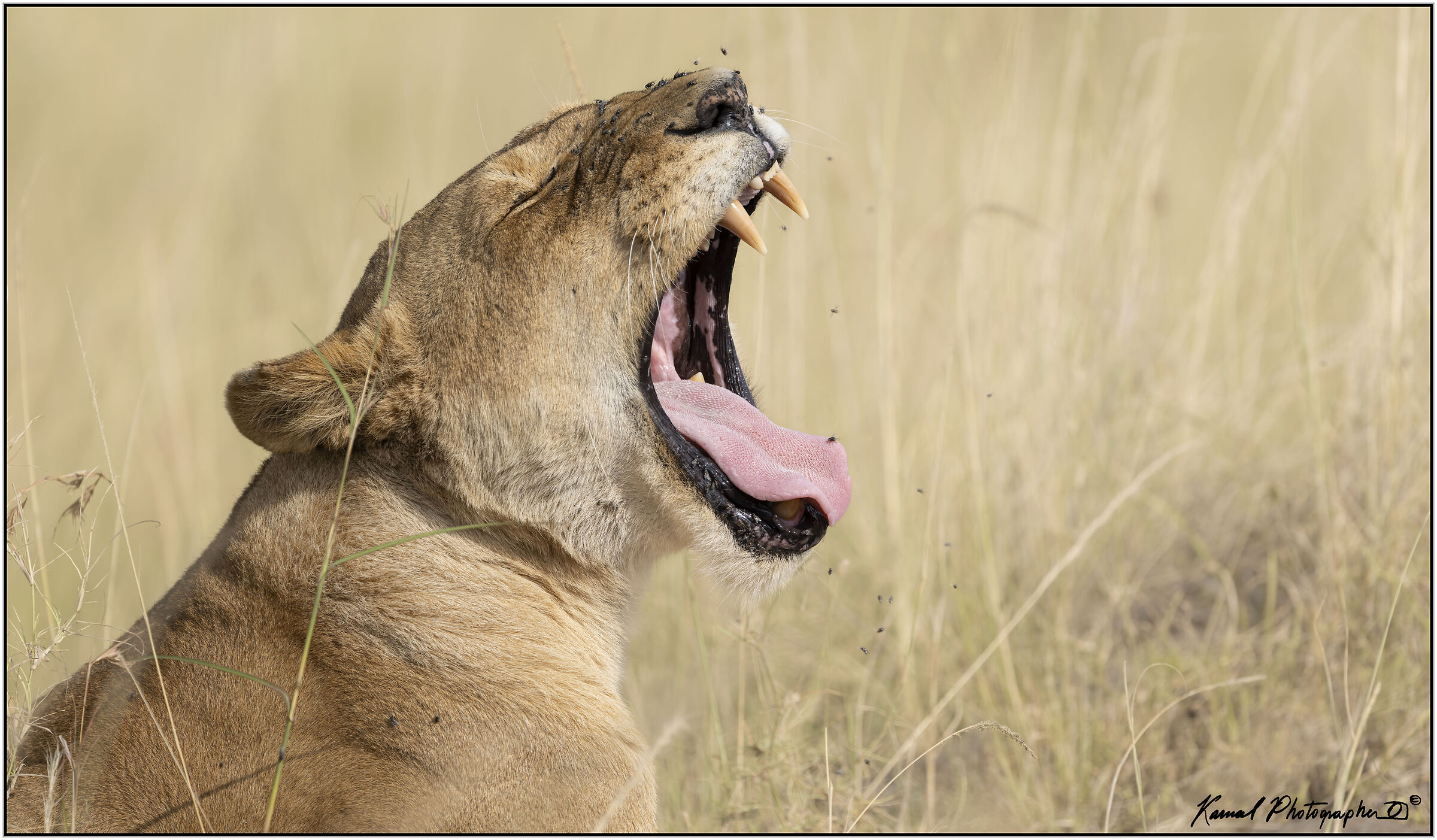 (Panthera leo)