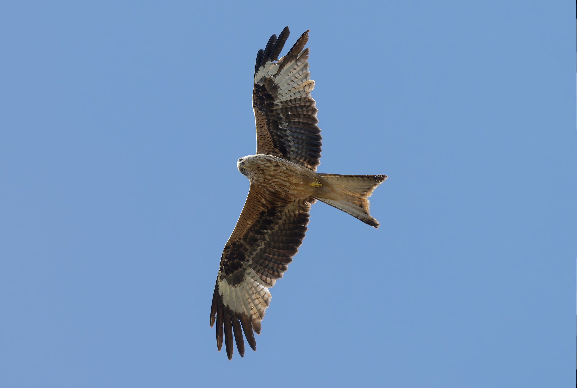 Red kite