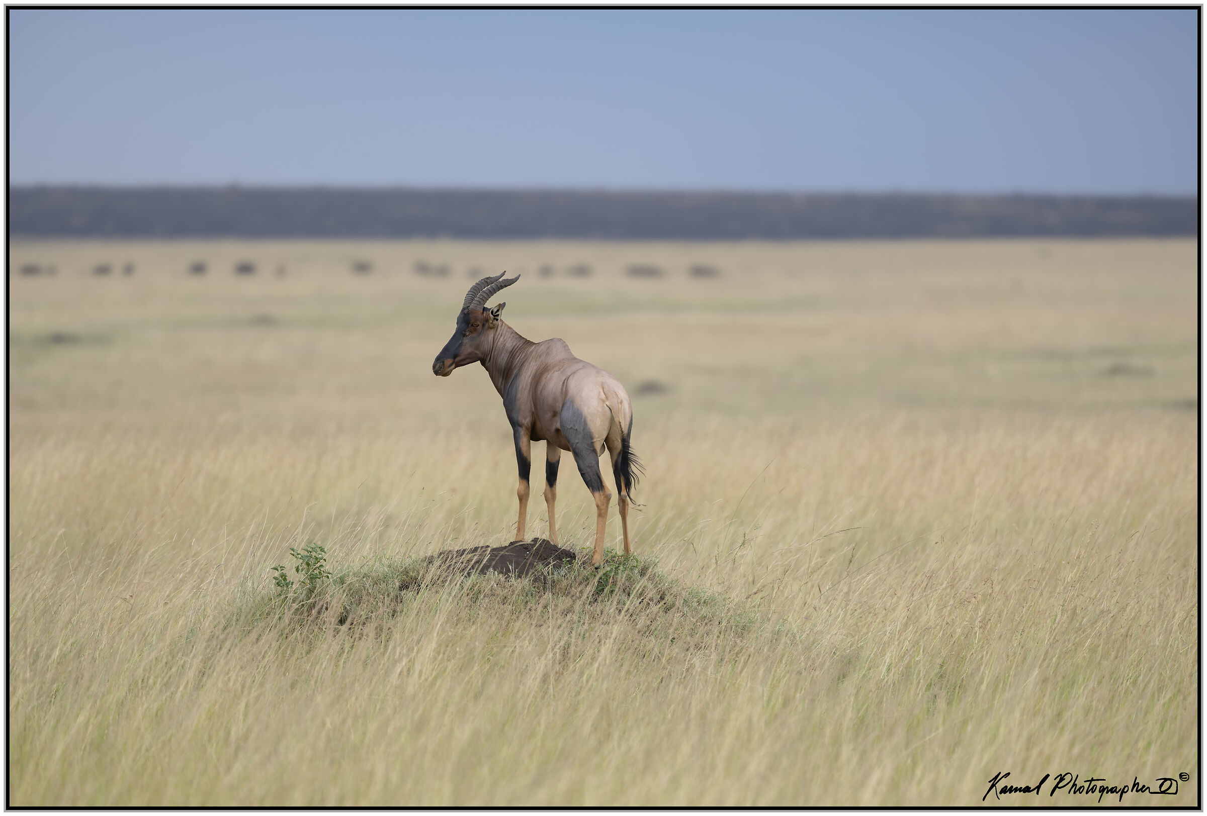 Mice (Damaliscus lunatus jimela)