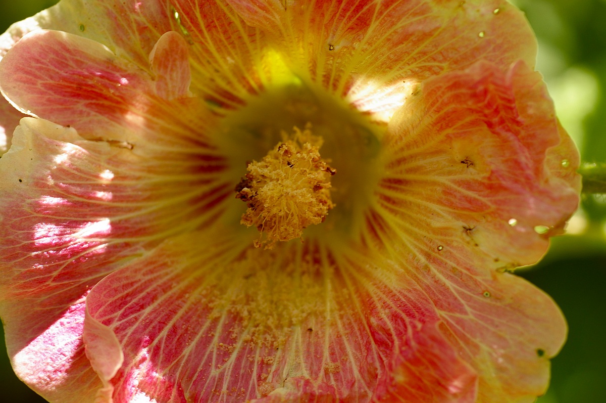 Althaea rosea - Stockrose