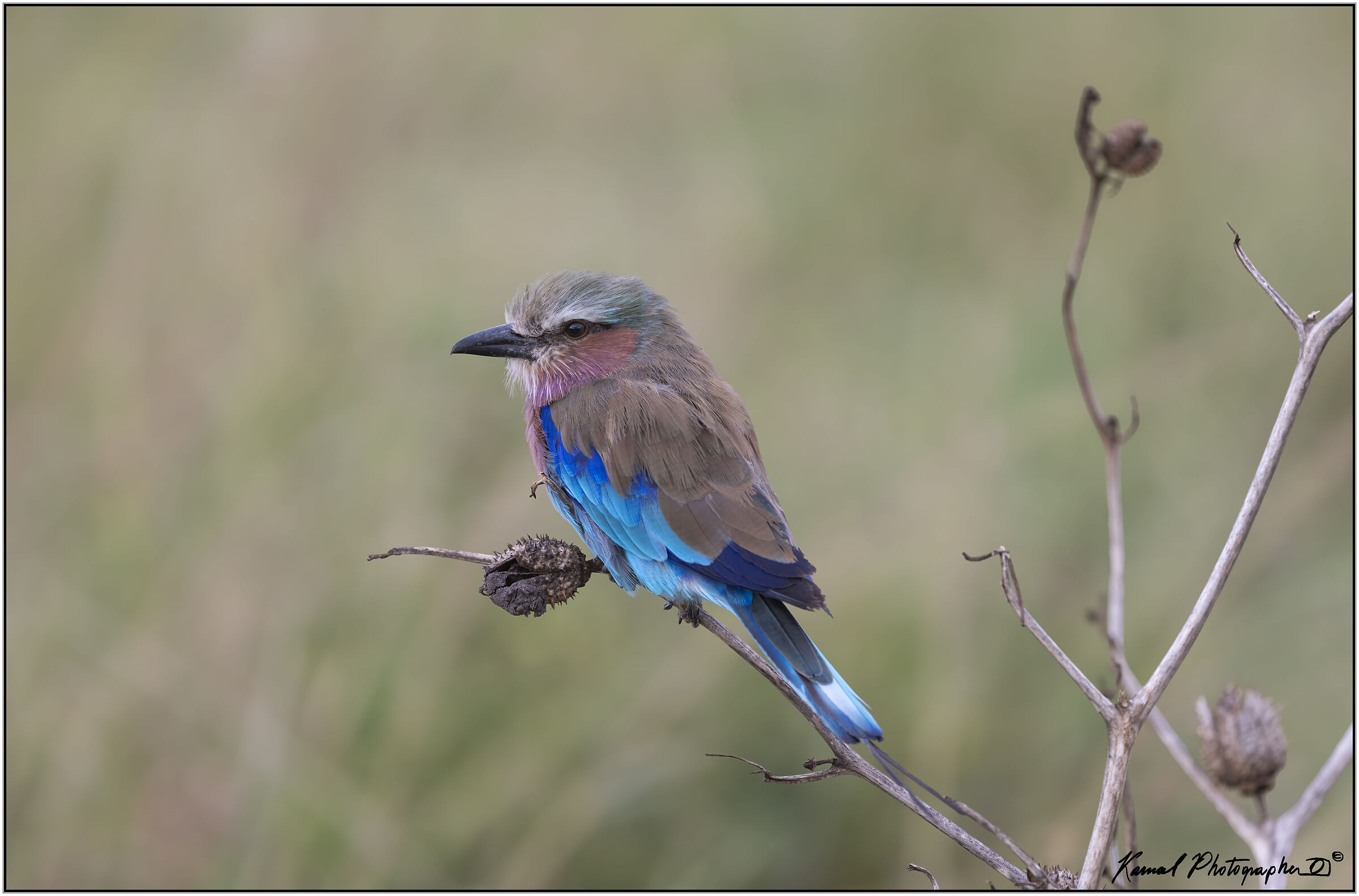 (Ghiandaia marina pettolilla)(Coracias caudata)