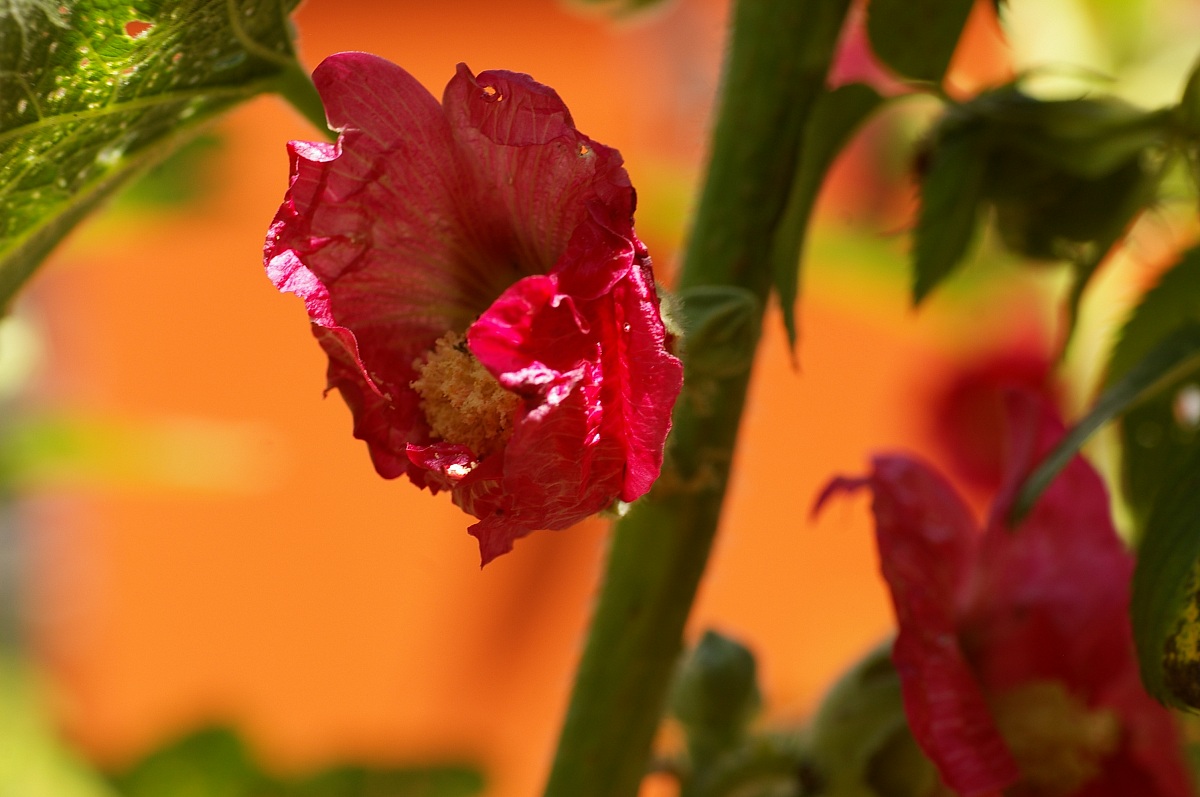 Althaea rosea - Stockrose