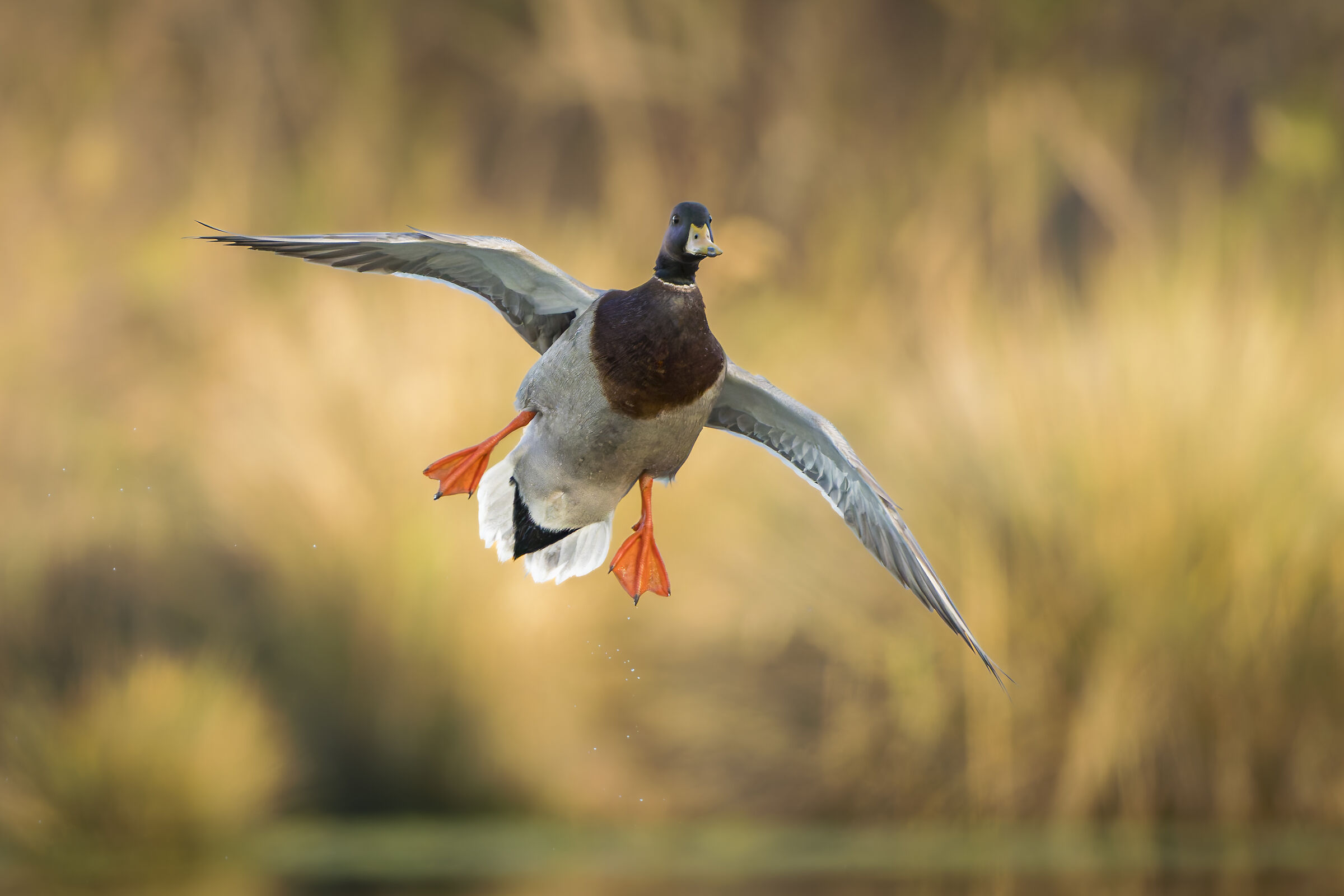 Mallard (Anas platyrhynchos)