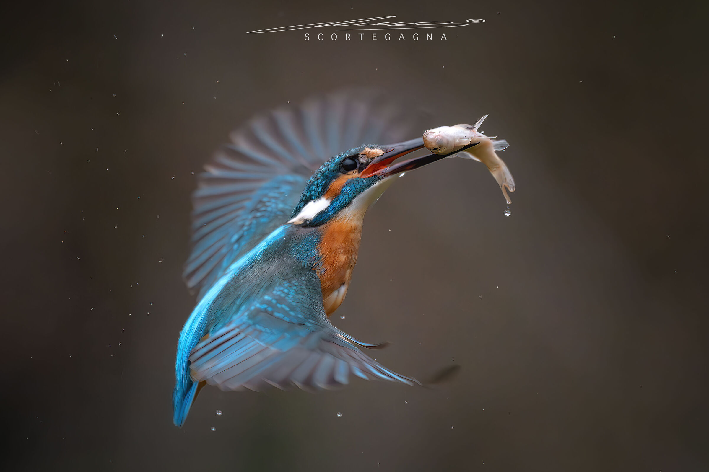 Kingfisher con preda