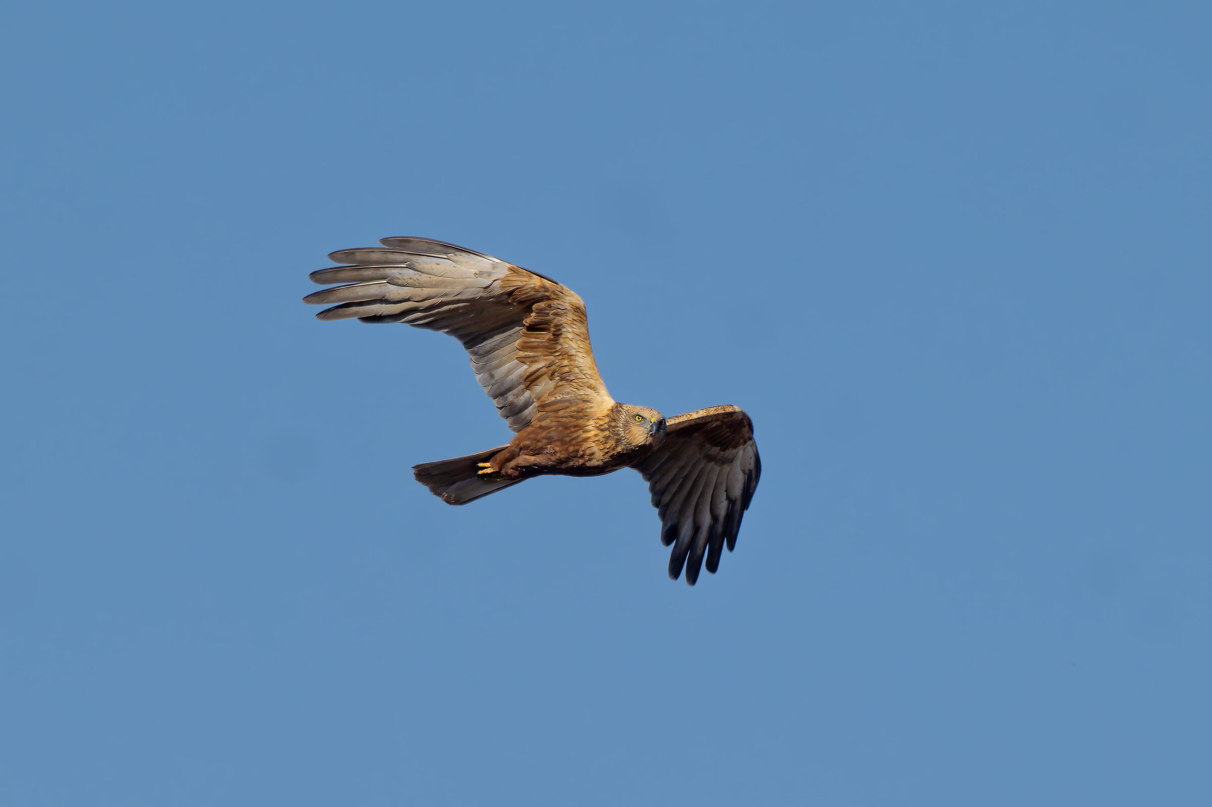Marsh Harrier (m)
