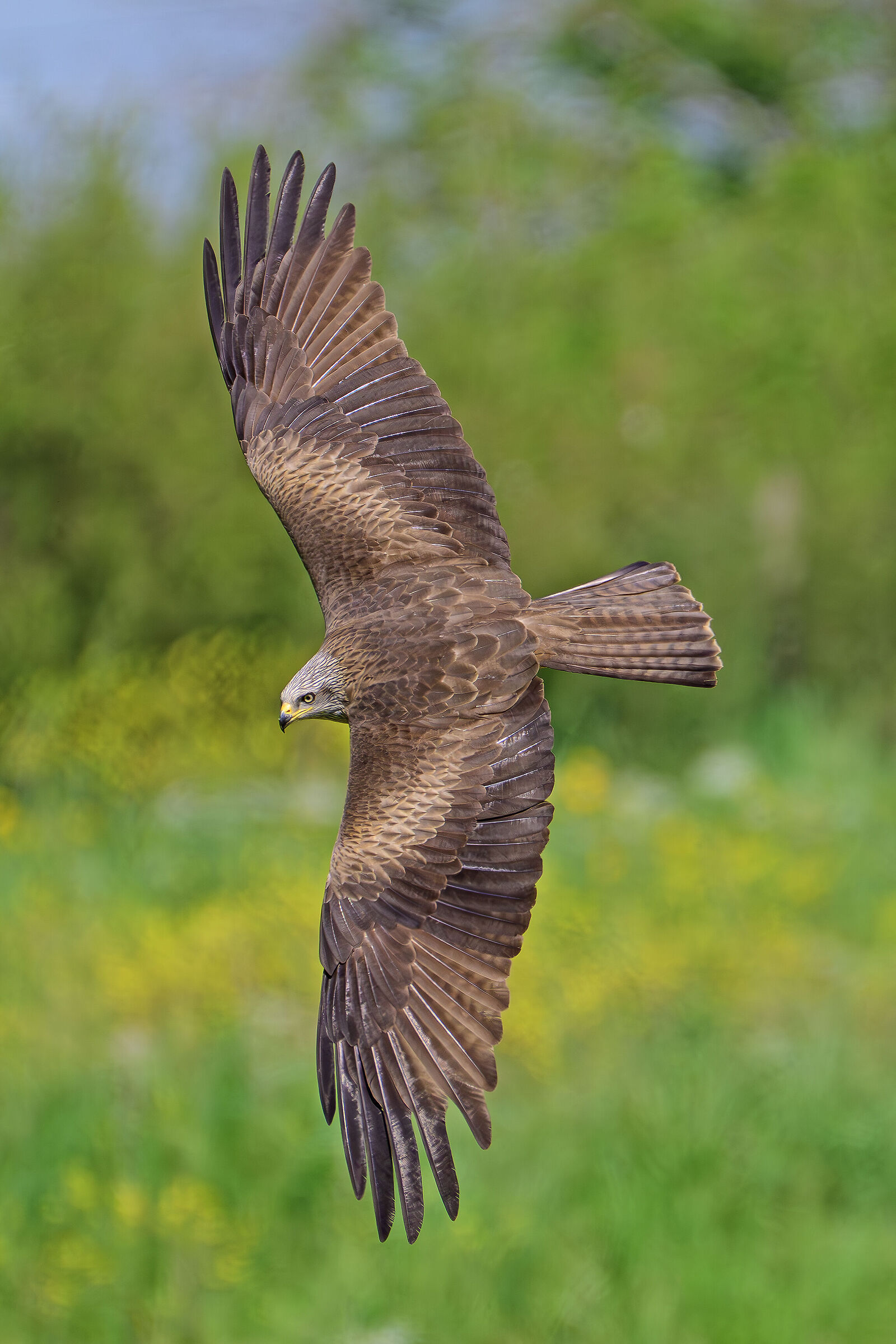 Black Kite in Flying