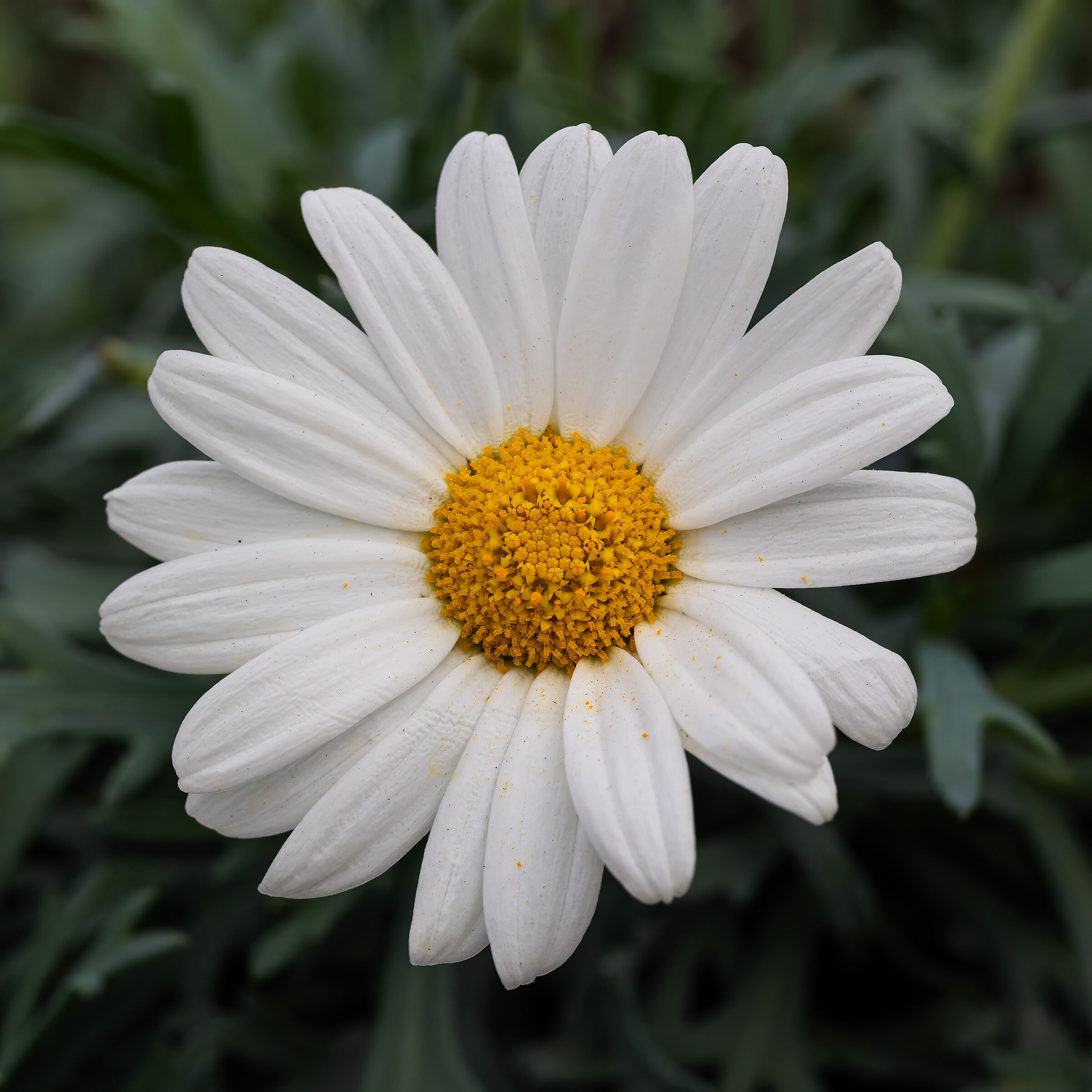 The simplicity of a flower.