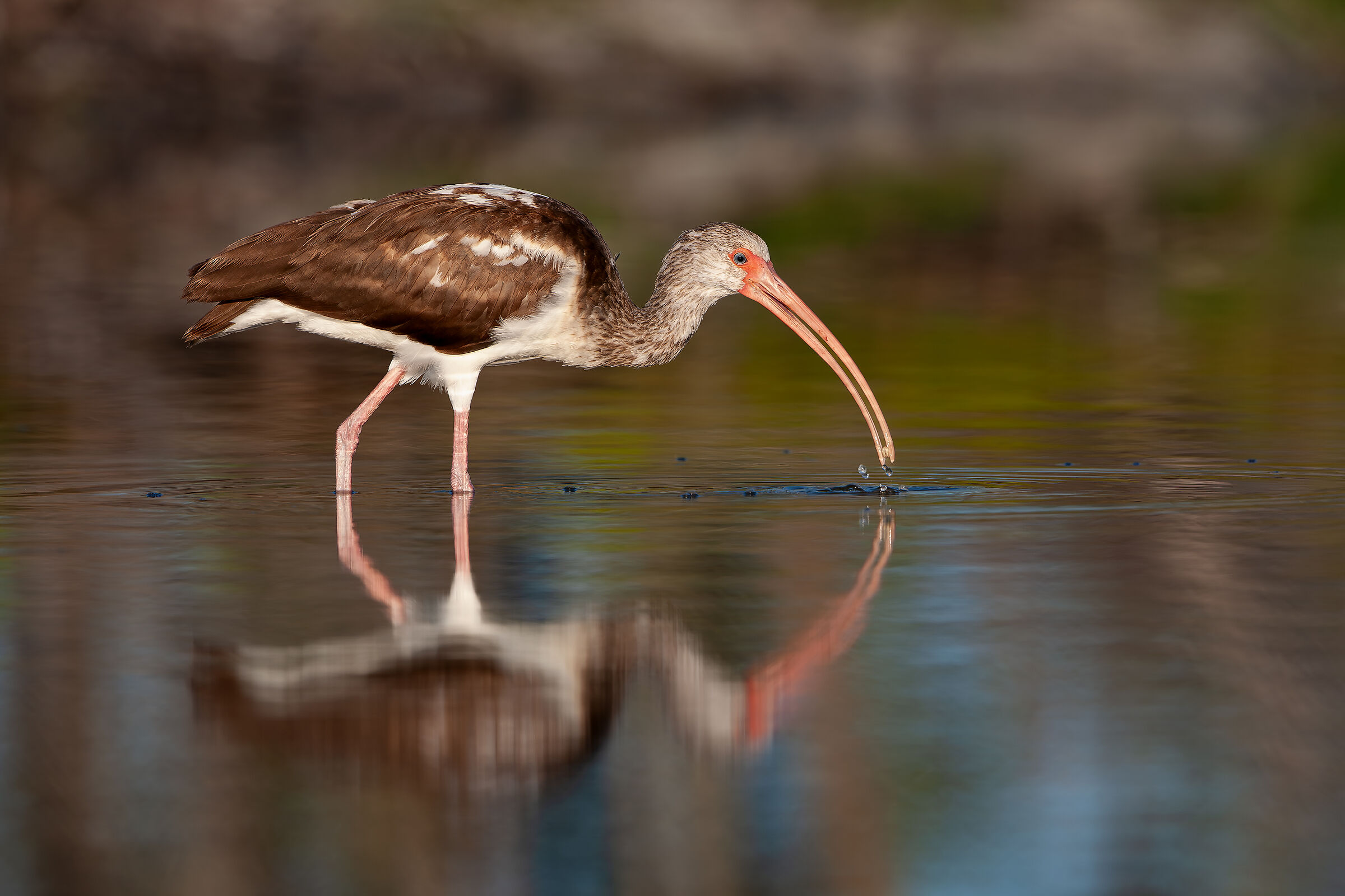 Juvenile White Ibis.