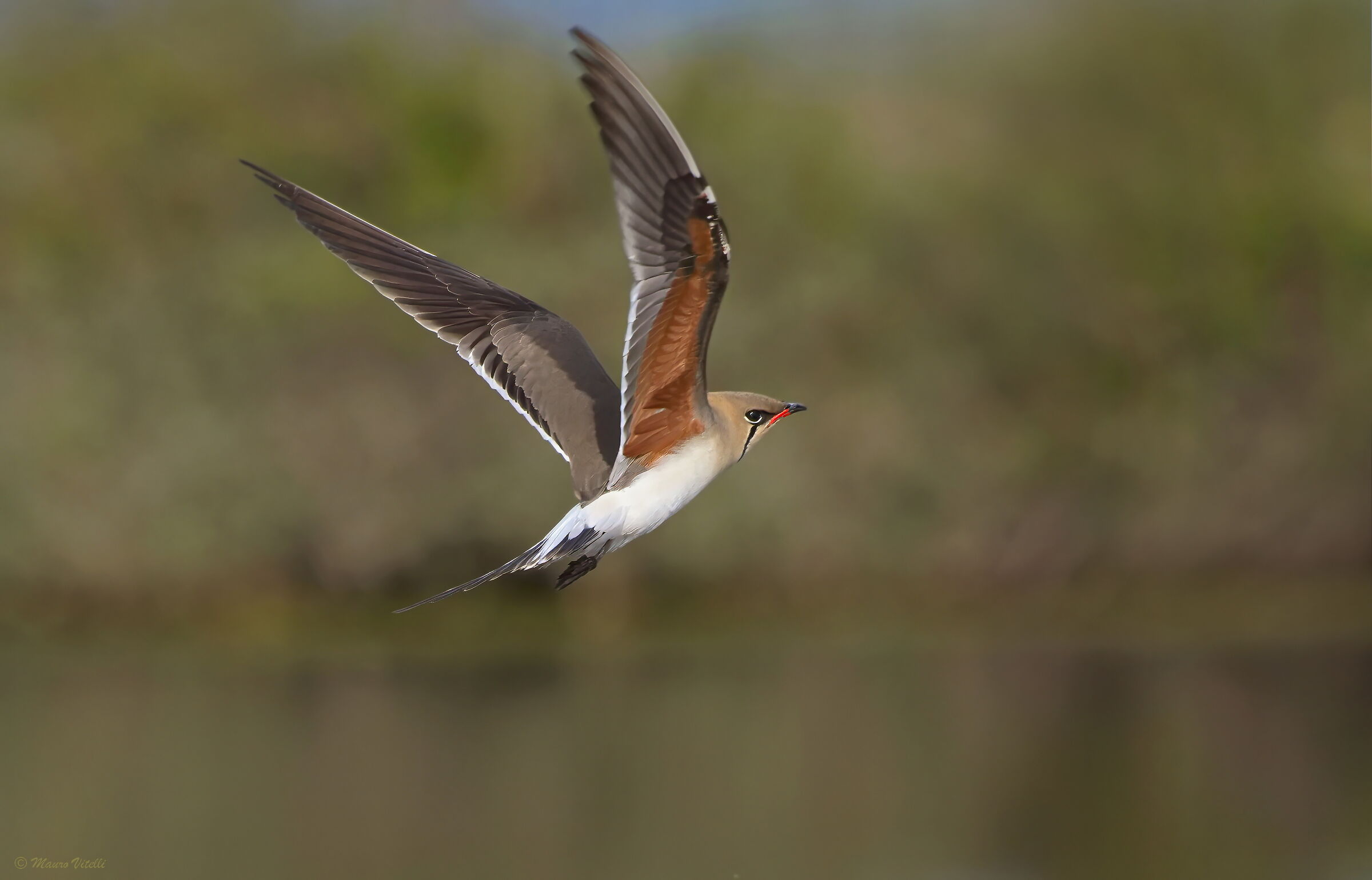 Sea partridge (Glareola pratincola)