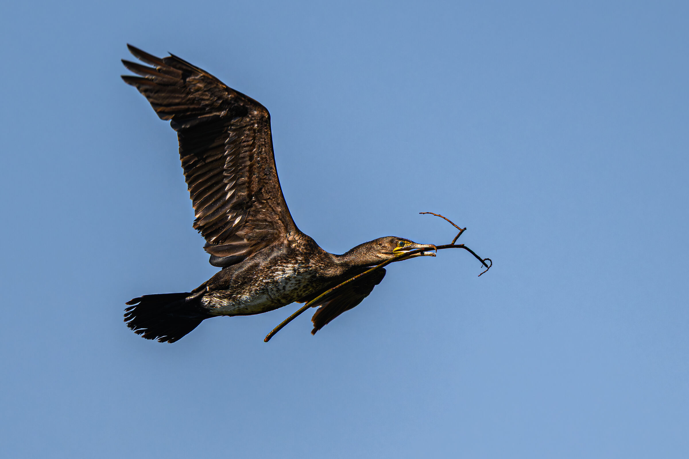 Cormorant