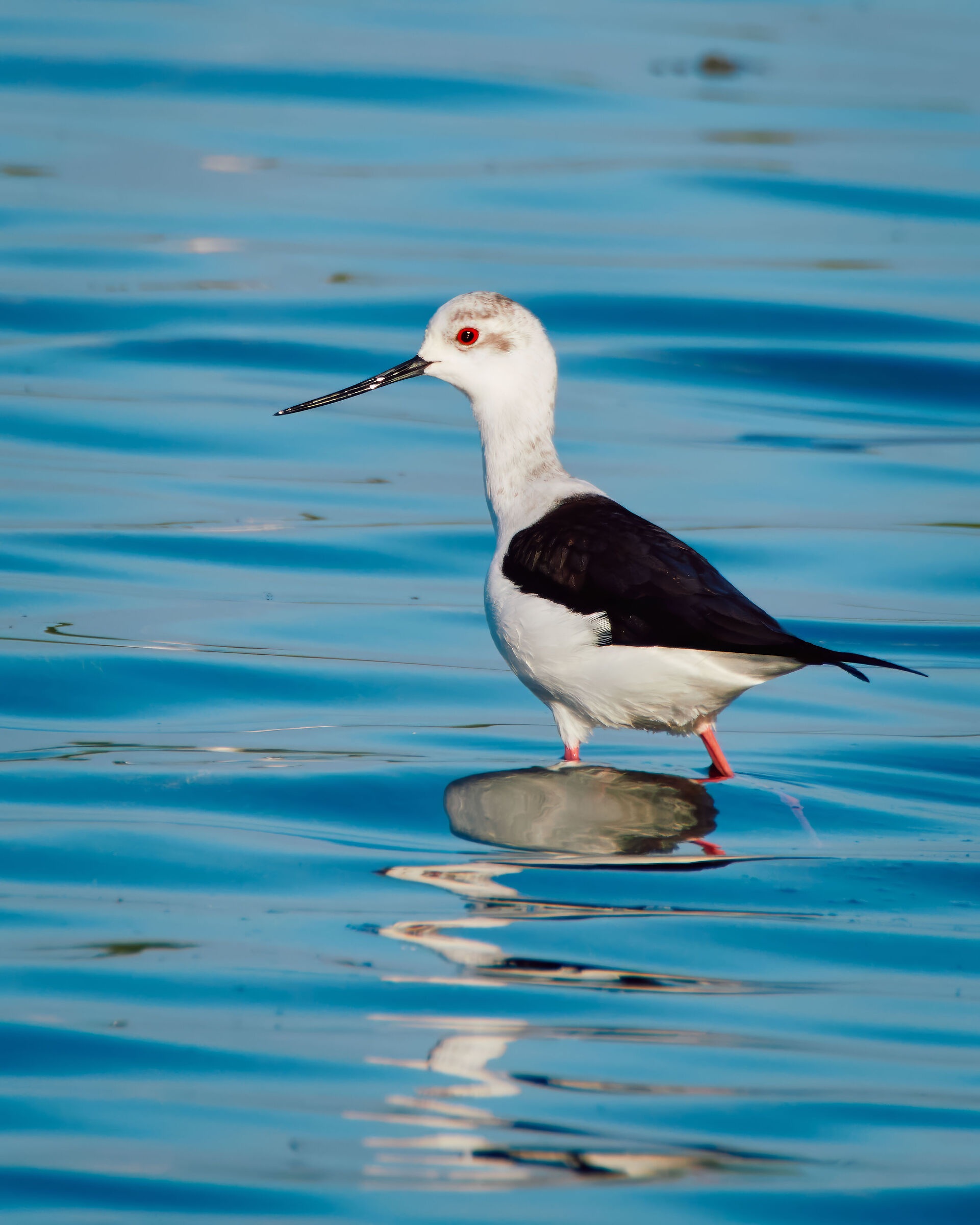 Black-winged Stilt