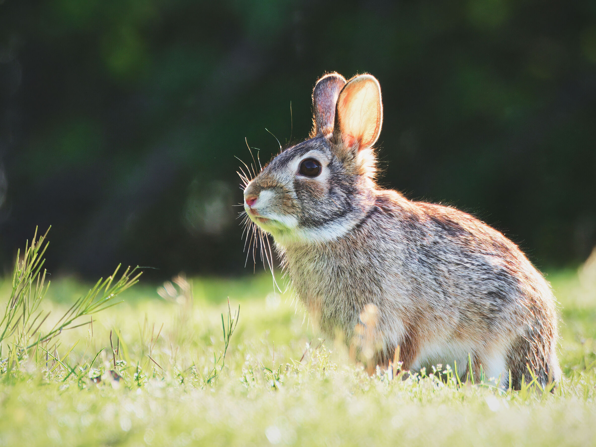 Wild rabbit