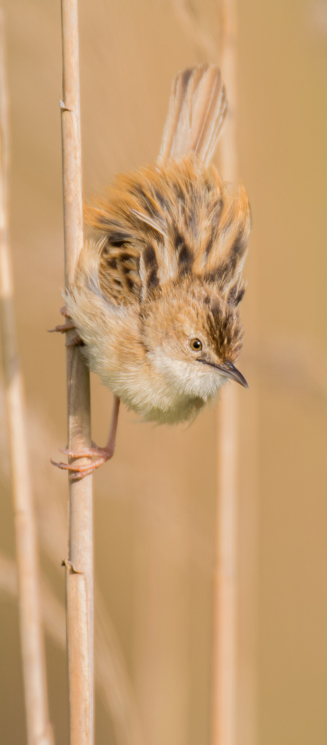 Beccamoschino- Massaciuccoli