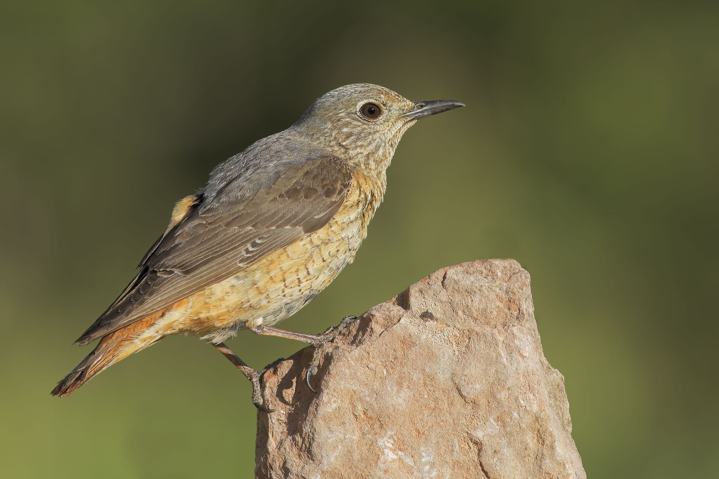 Female rock thrush