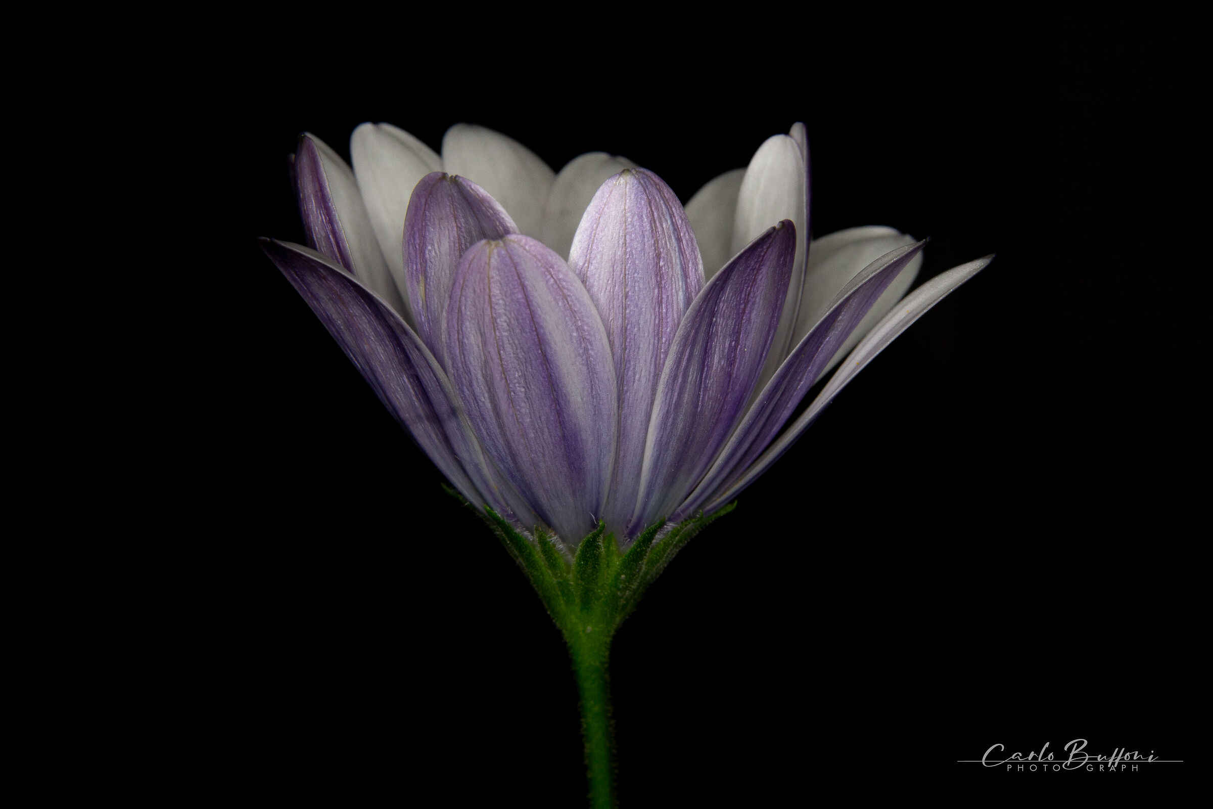 Between macro and still life