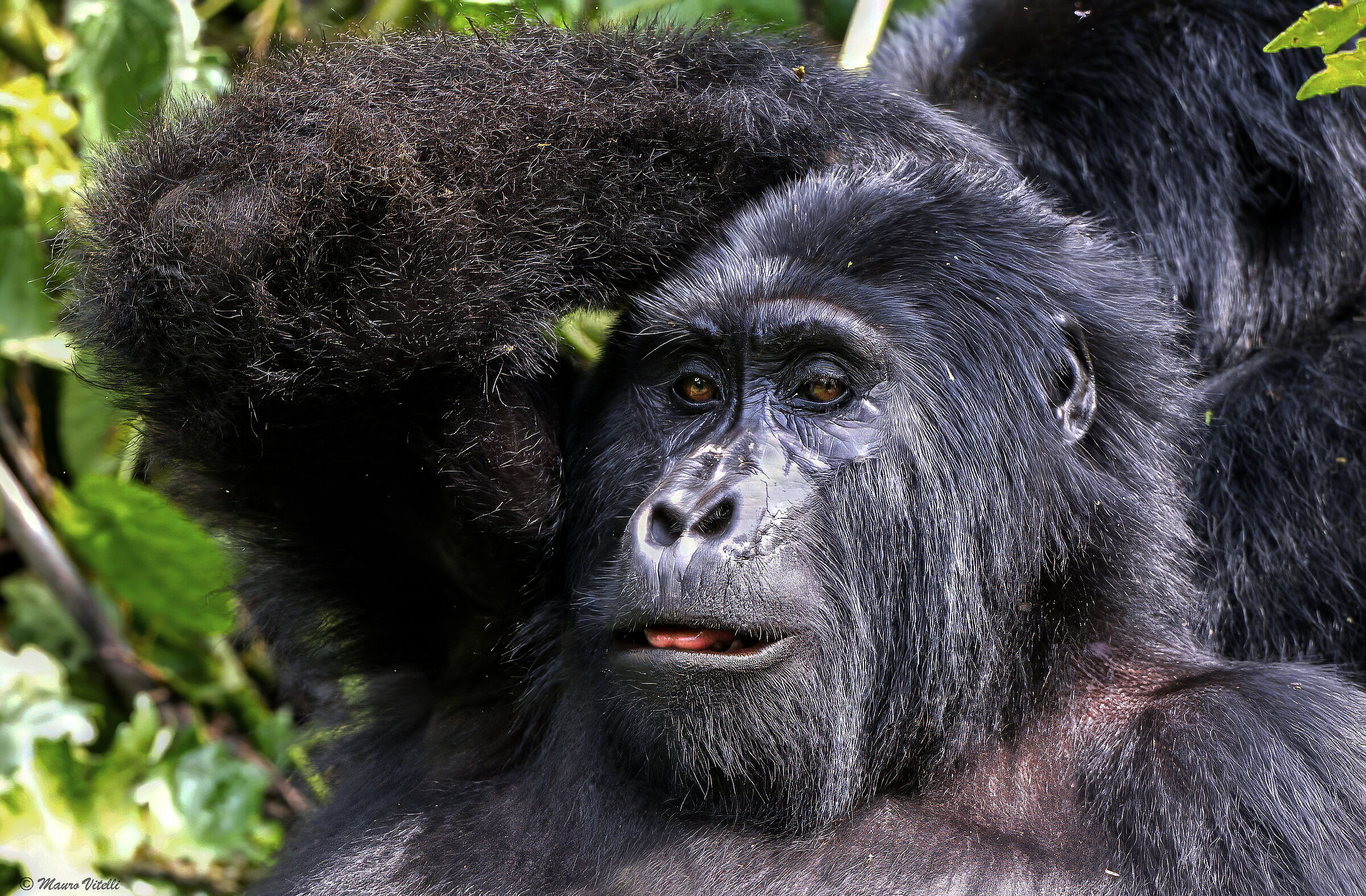 Gorilla (Gorilla beringei) Bwindi national park