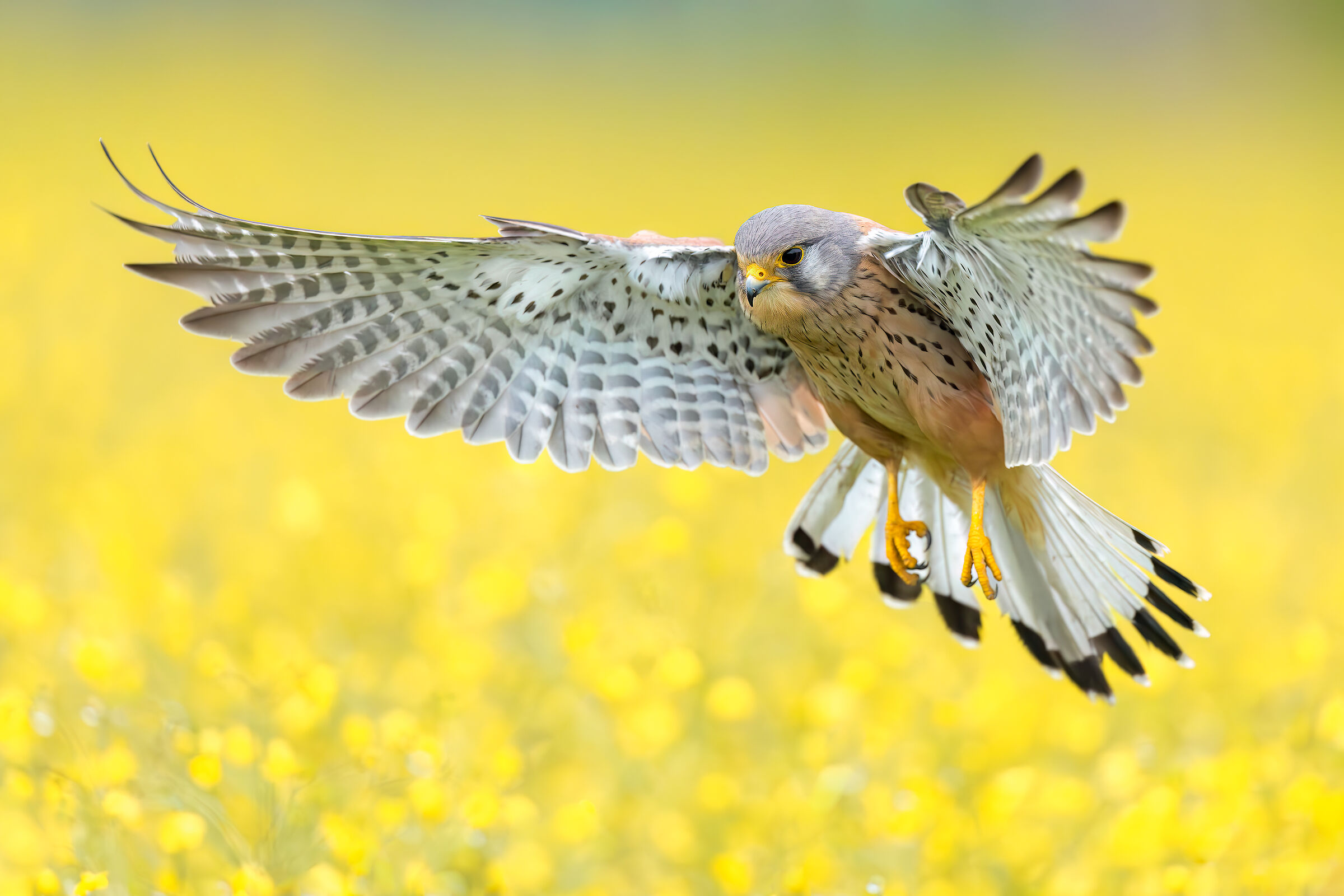 Kestrel