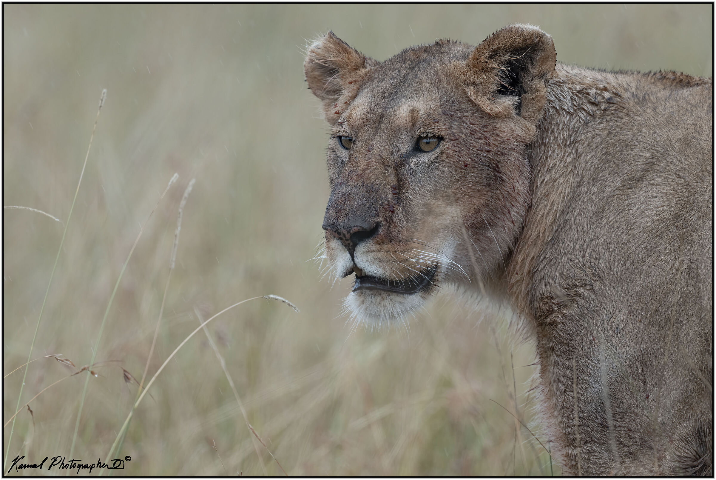 Panthera leo