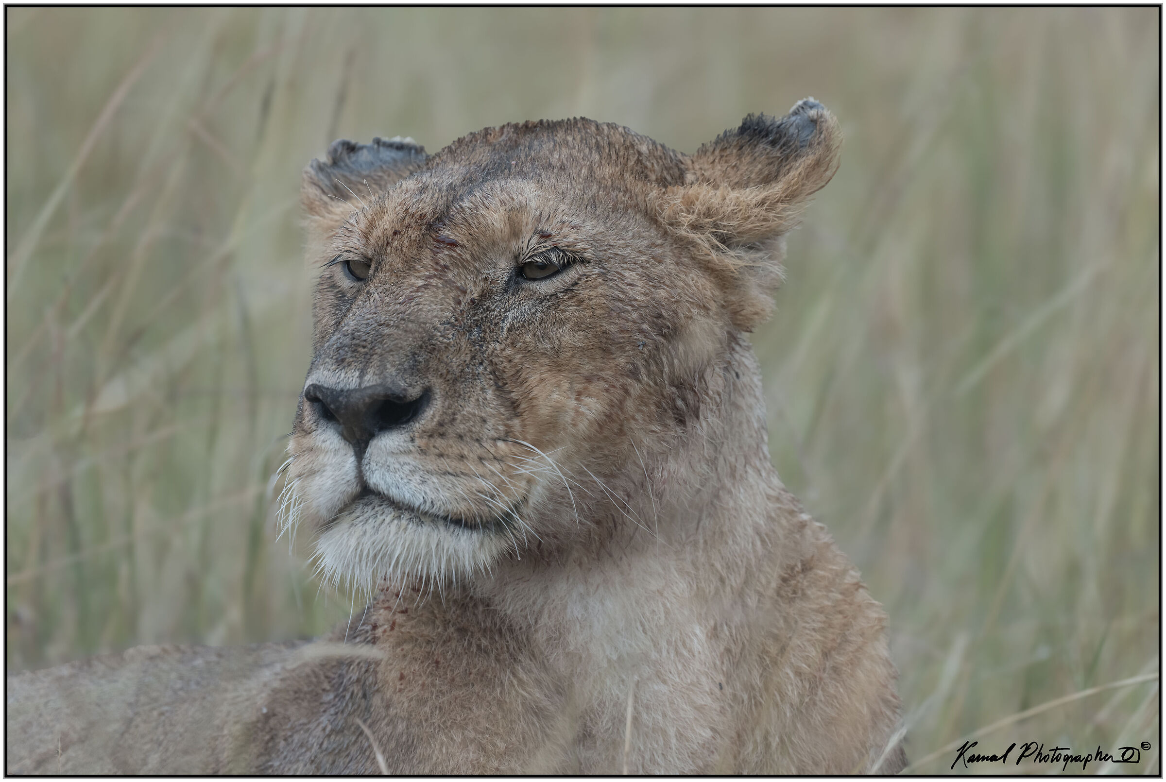 Panthera leo