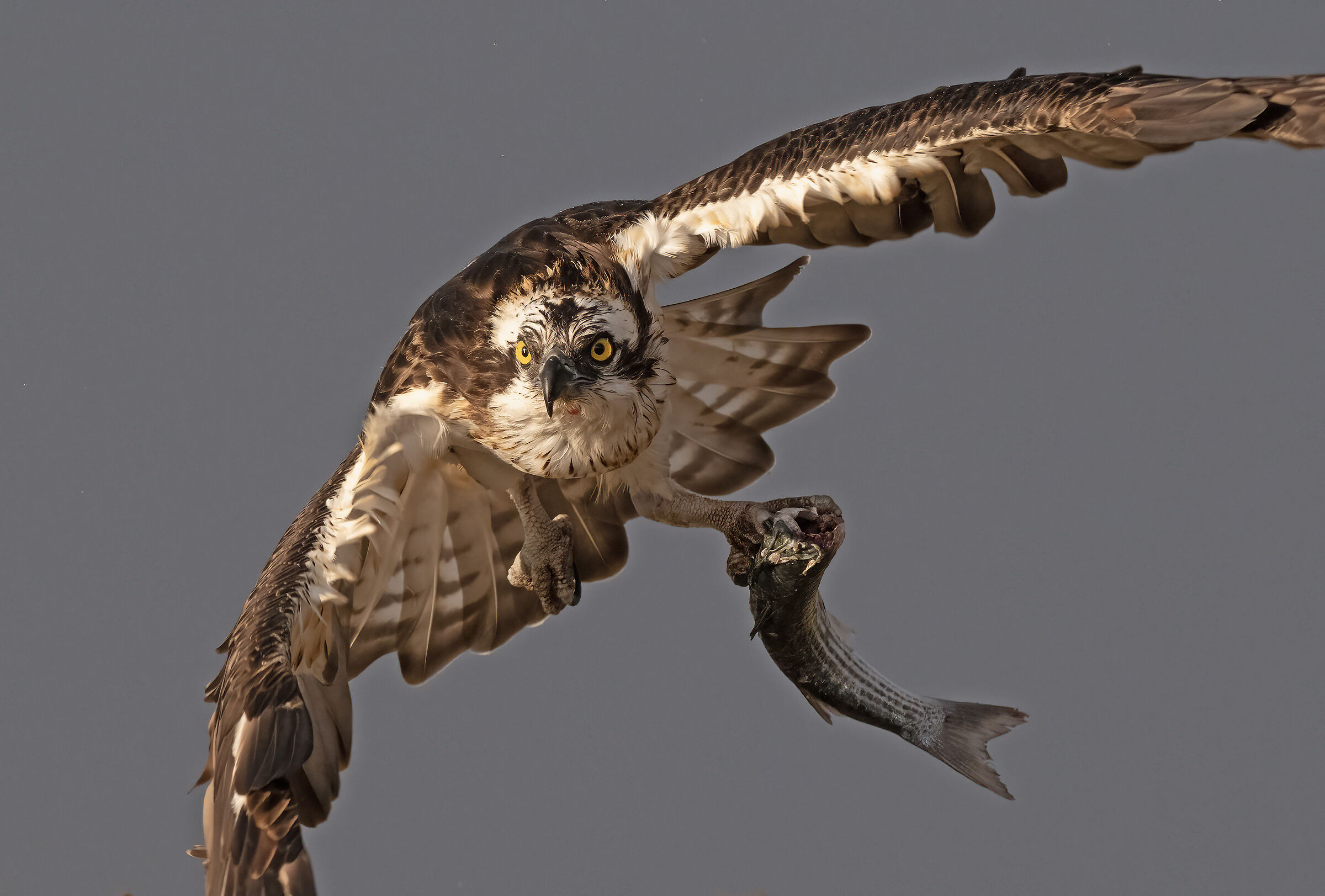 Osprey with prey