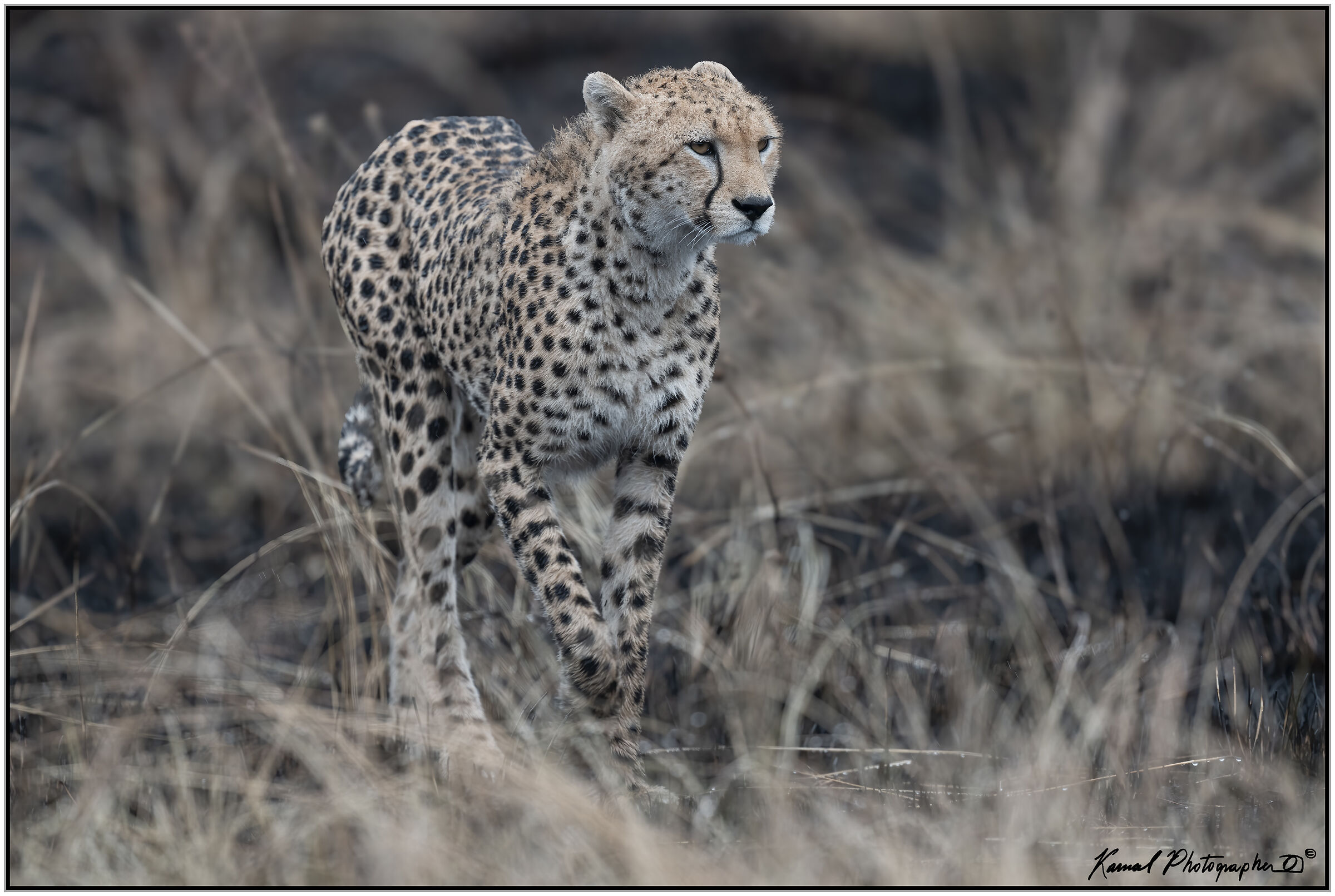 Ghepardo (Acinonyx jubatus)