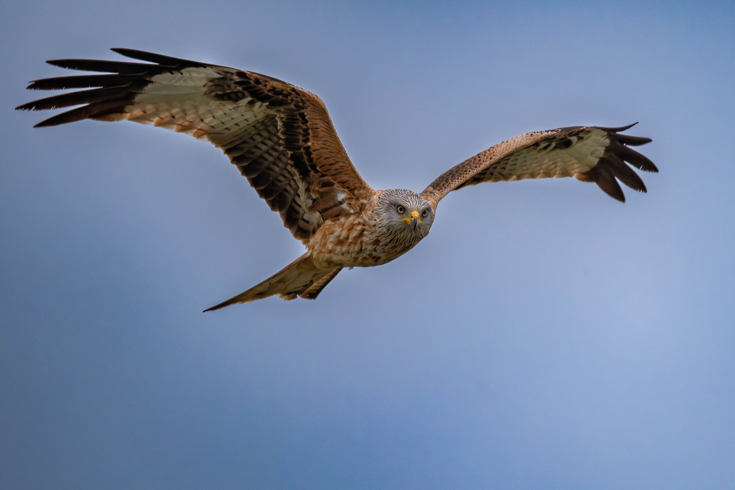 Red Kite in flight